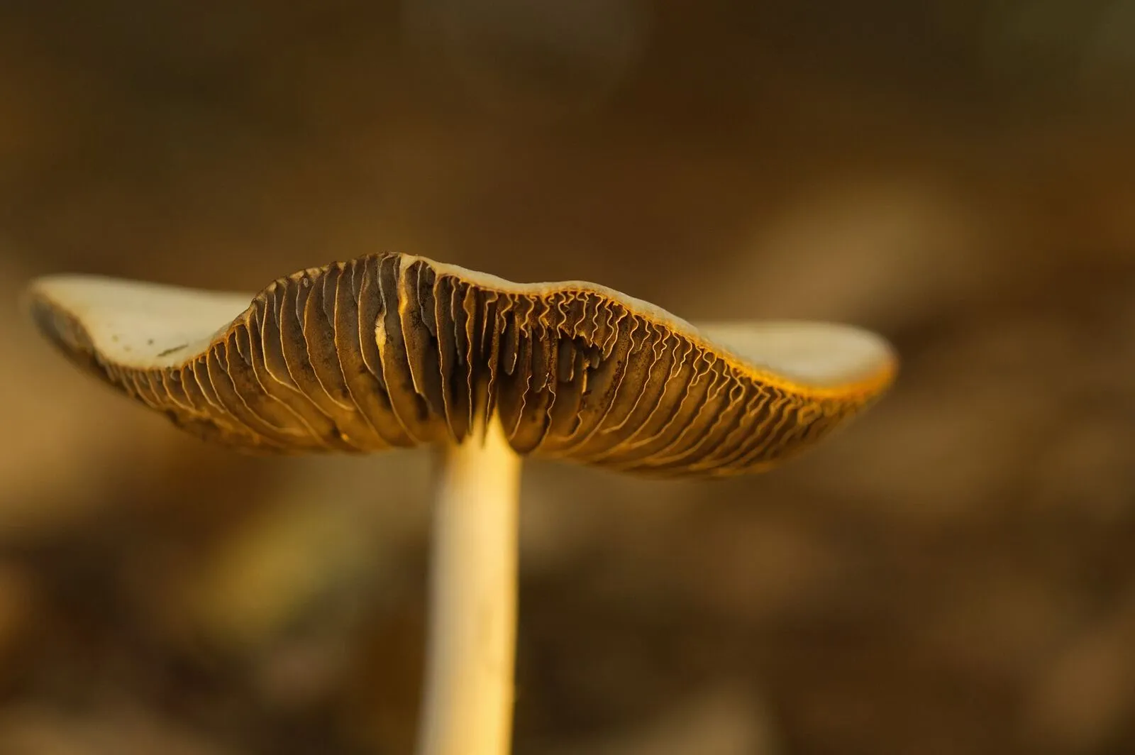 Mushrooms arranged in a quiet research environment