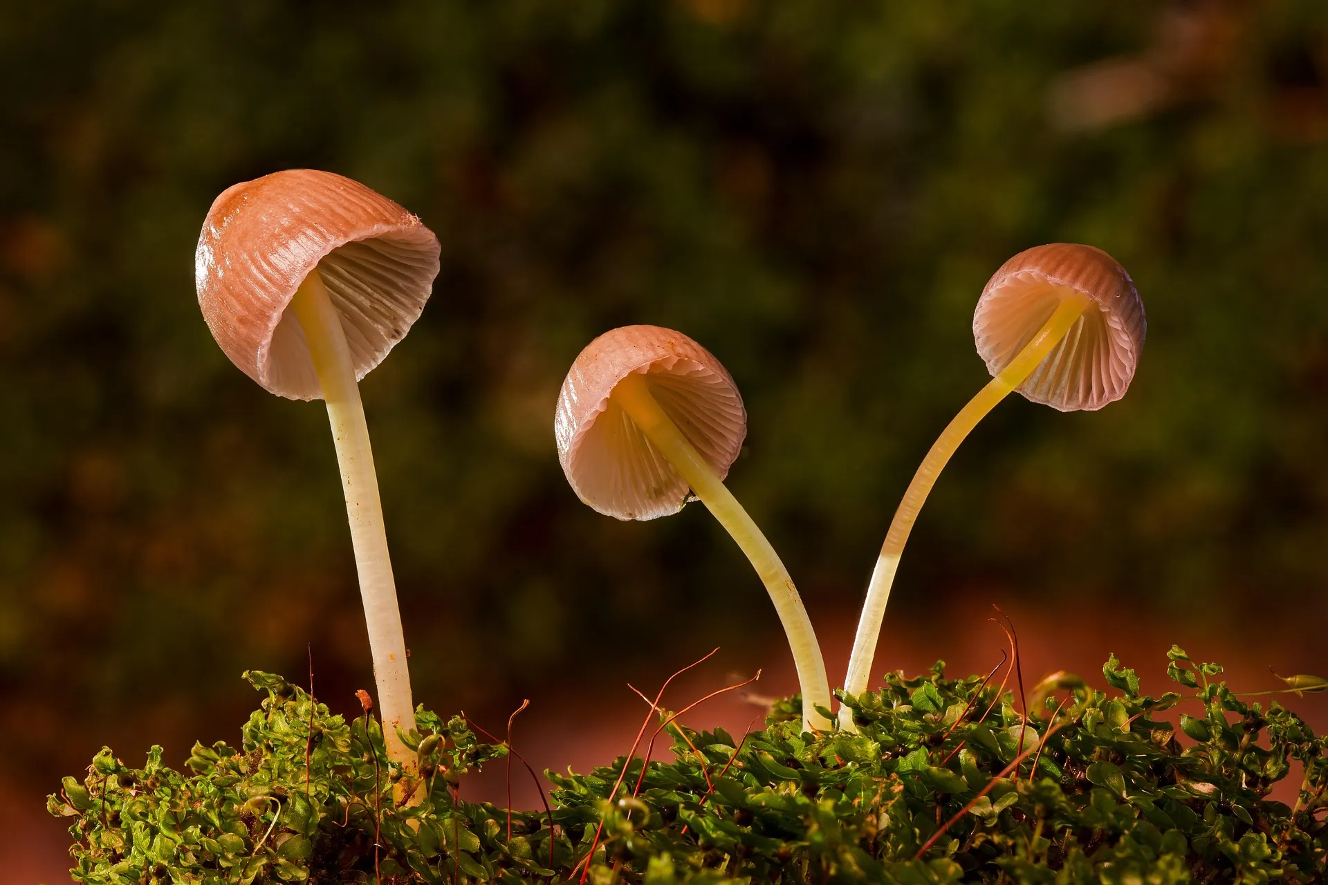 Dried psilocybin specimens under regulatory documentation