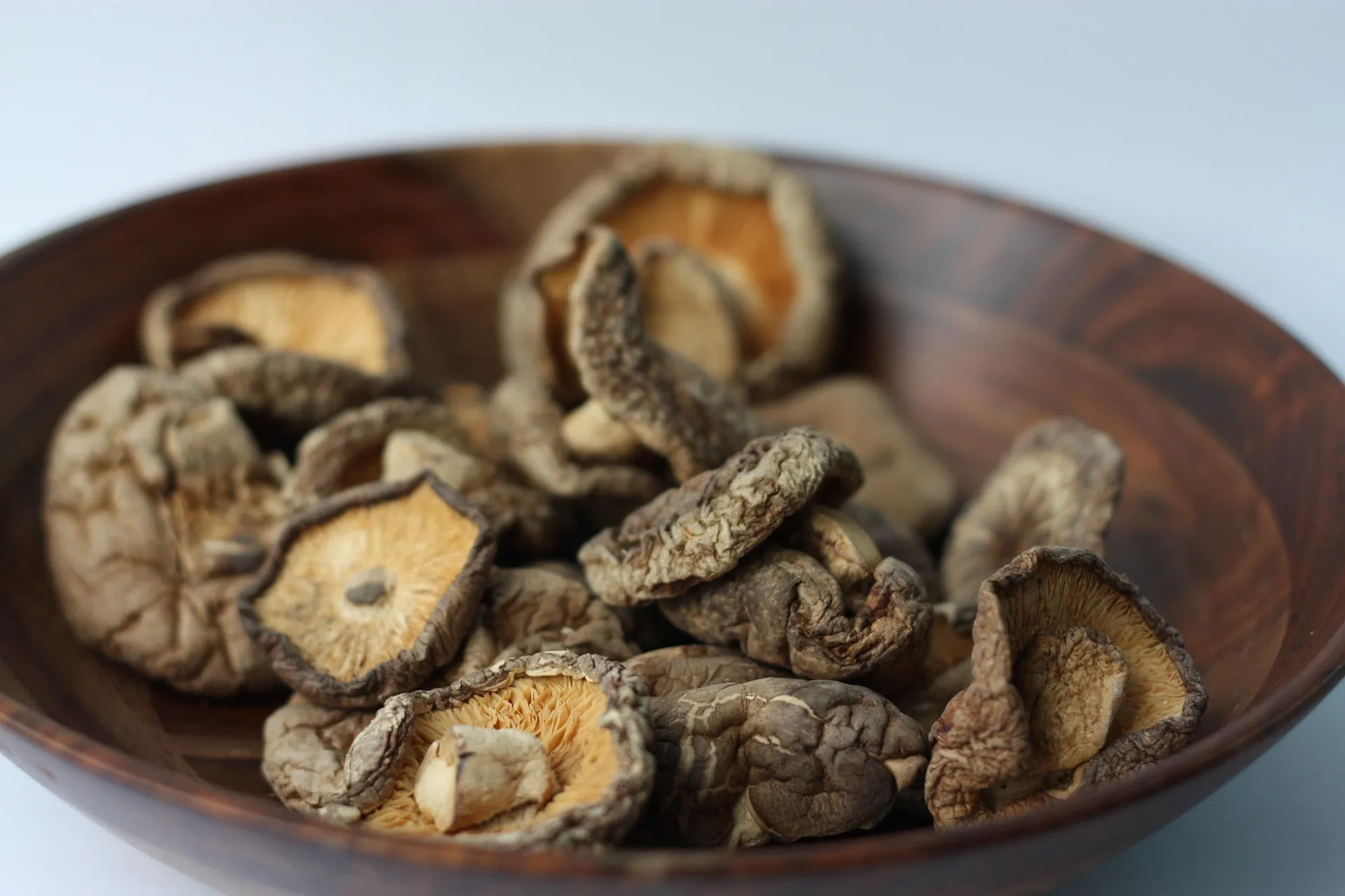 Fresh mushrooms photographed in a quiet contemplative setting