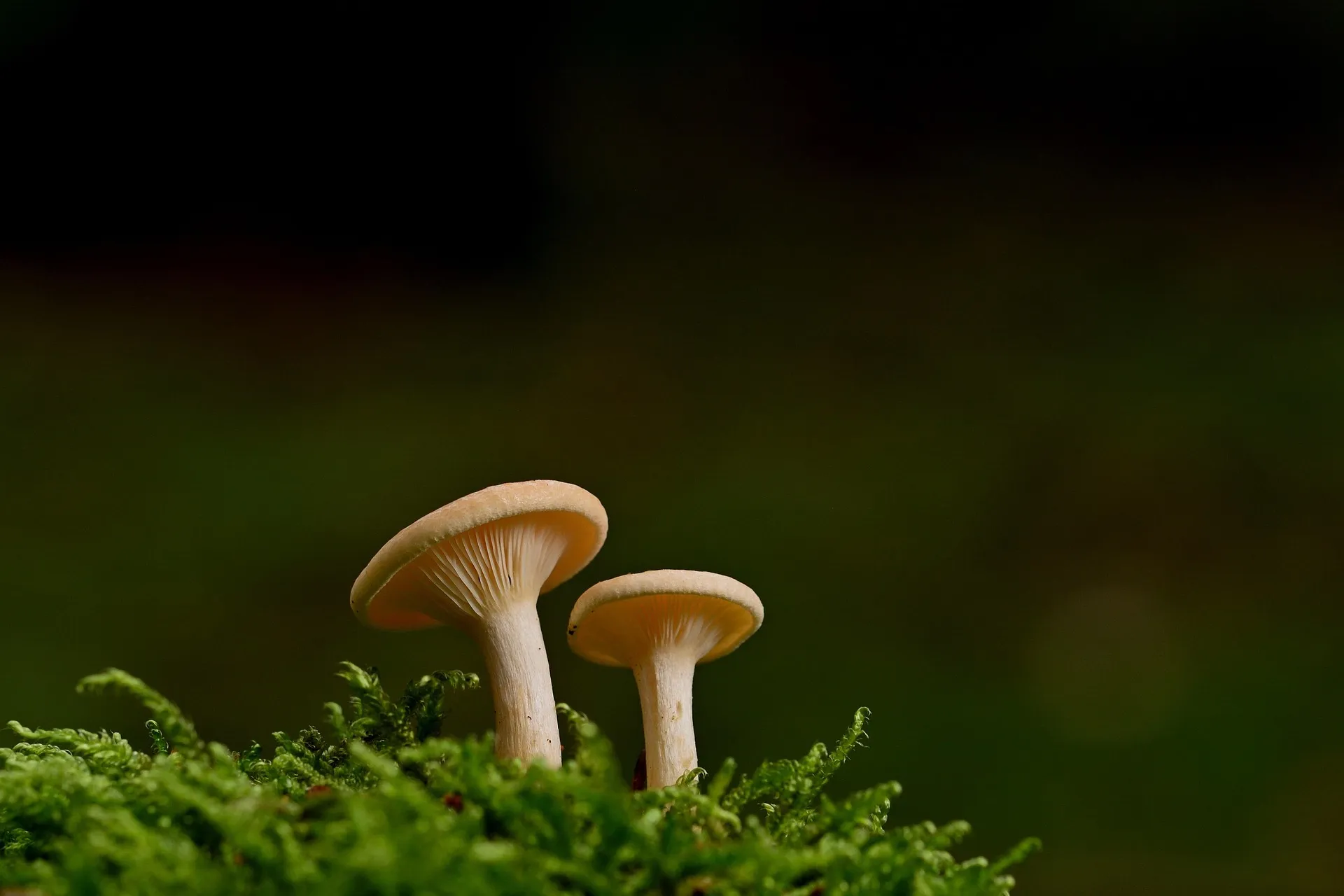 Mushroom specimens arranged for methodical documentation
