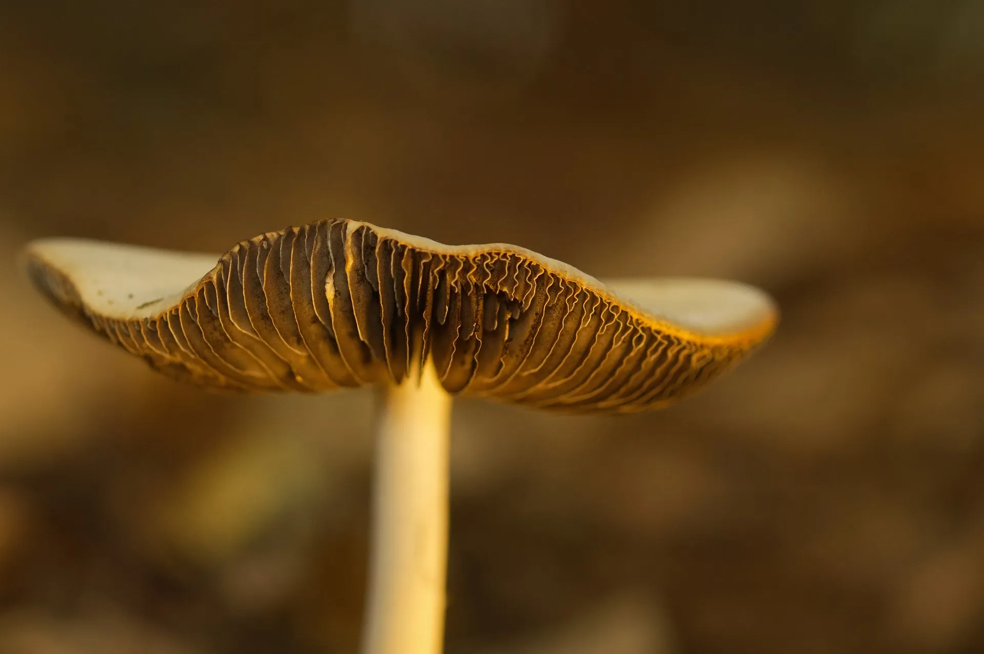 Psilocybin specimens prepared for clinical research