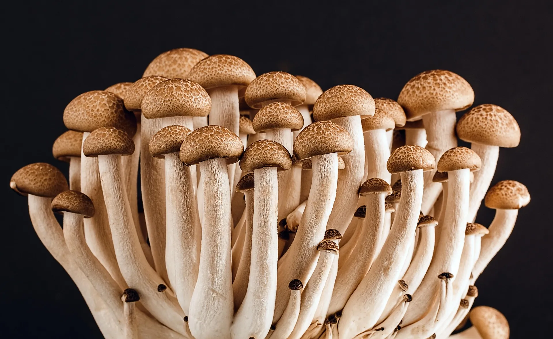 Dried mushroom specimens with a vintage editorial feel