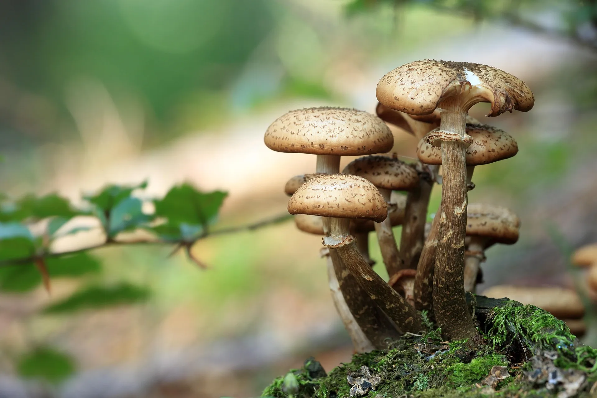 Dried ceremonial mushroom specimens