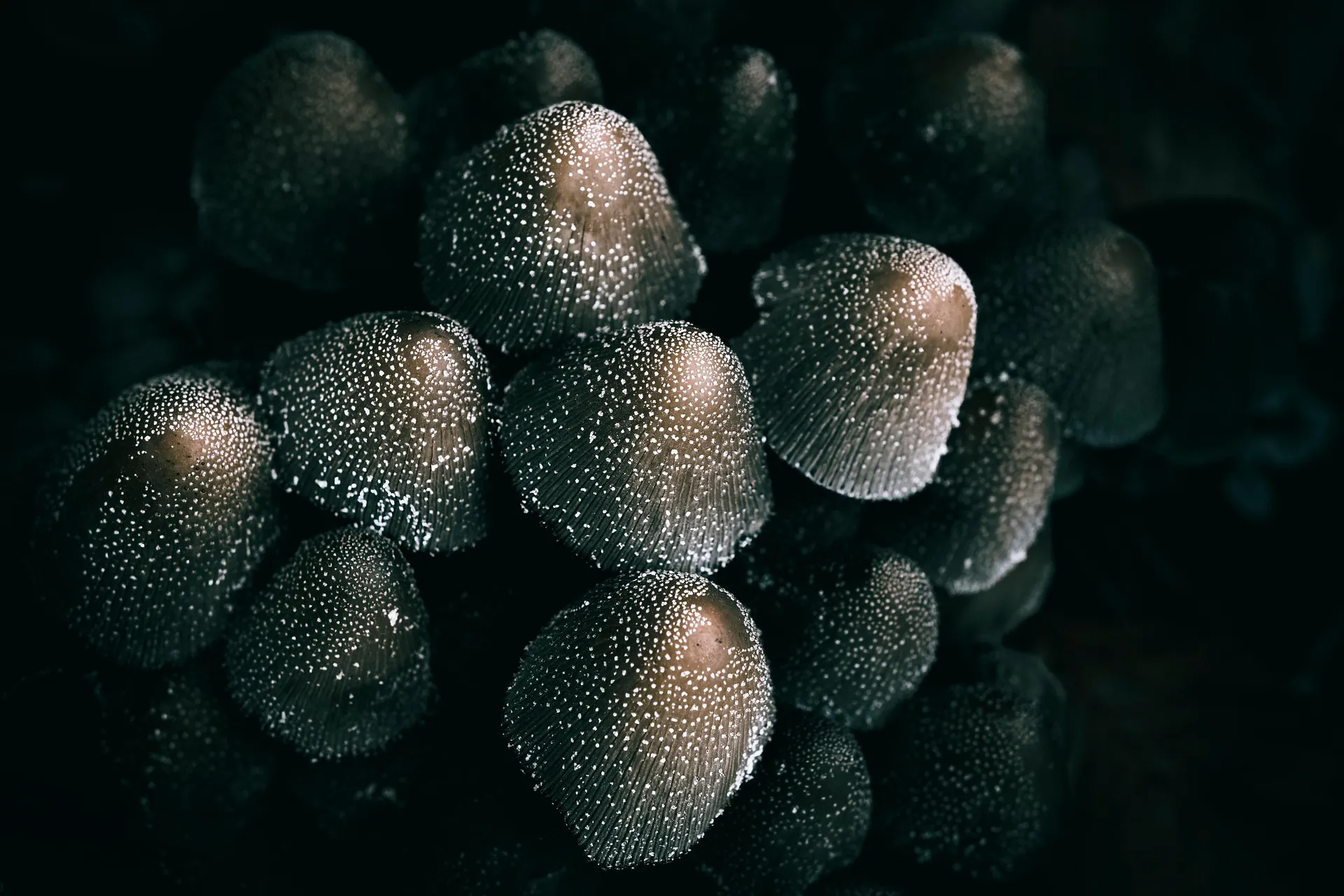 Fresh truffle and mushroom specimens documented in low light