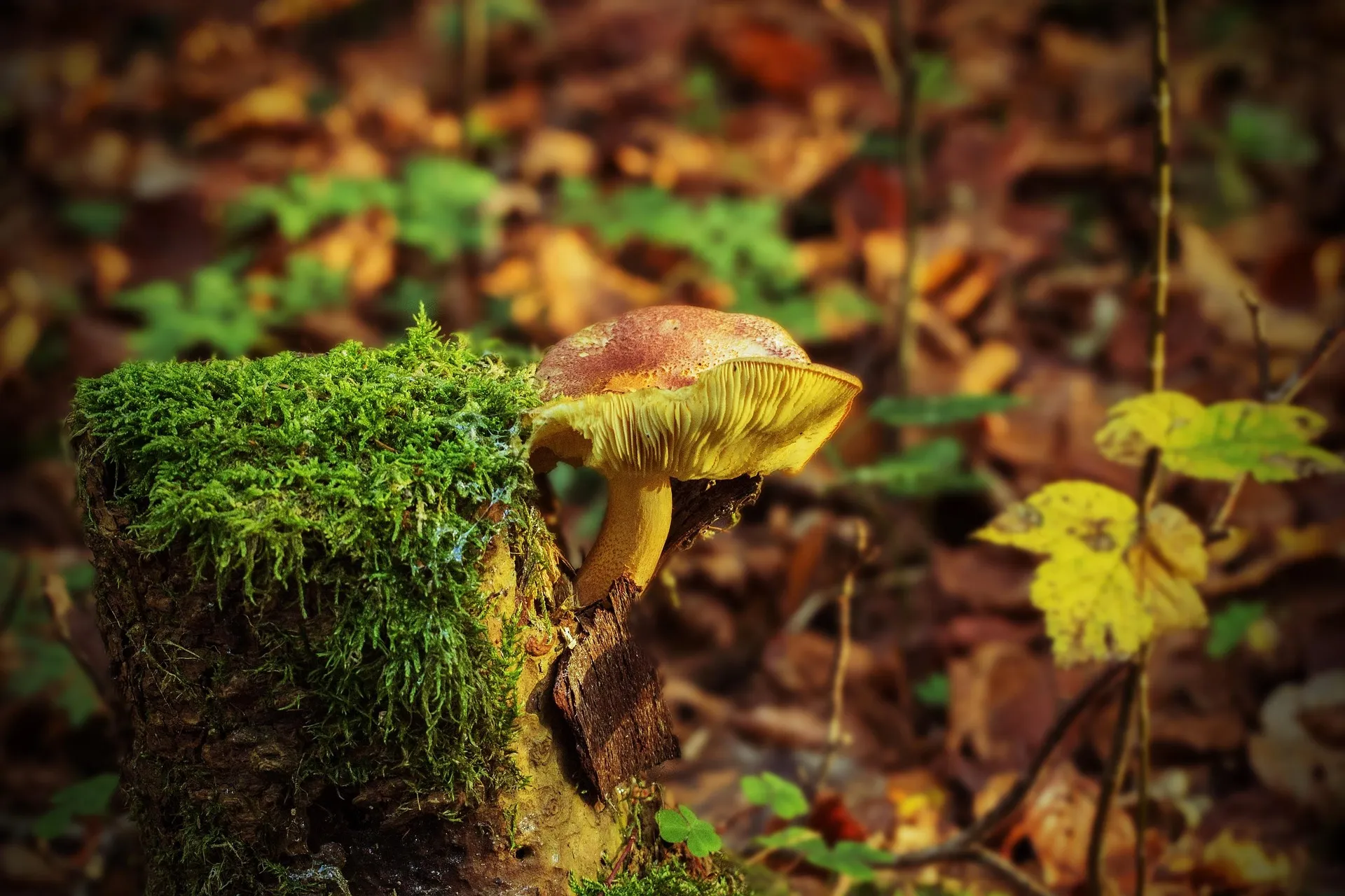 Soft natural light over a cluster of forest mushrooms