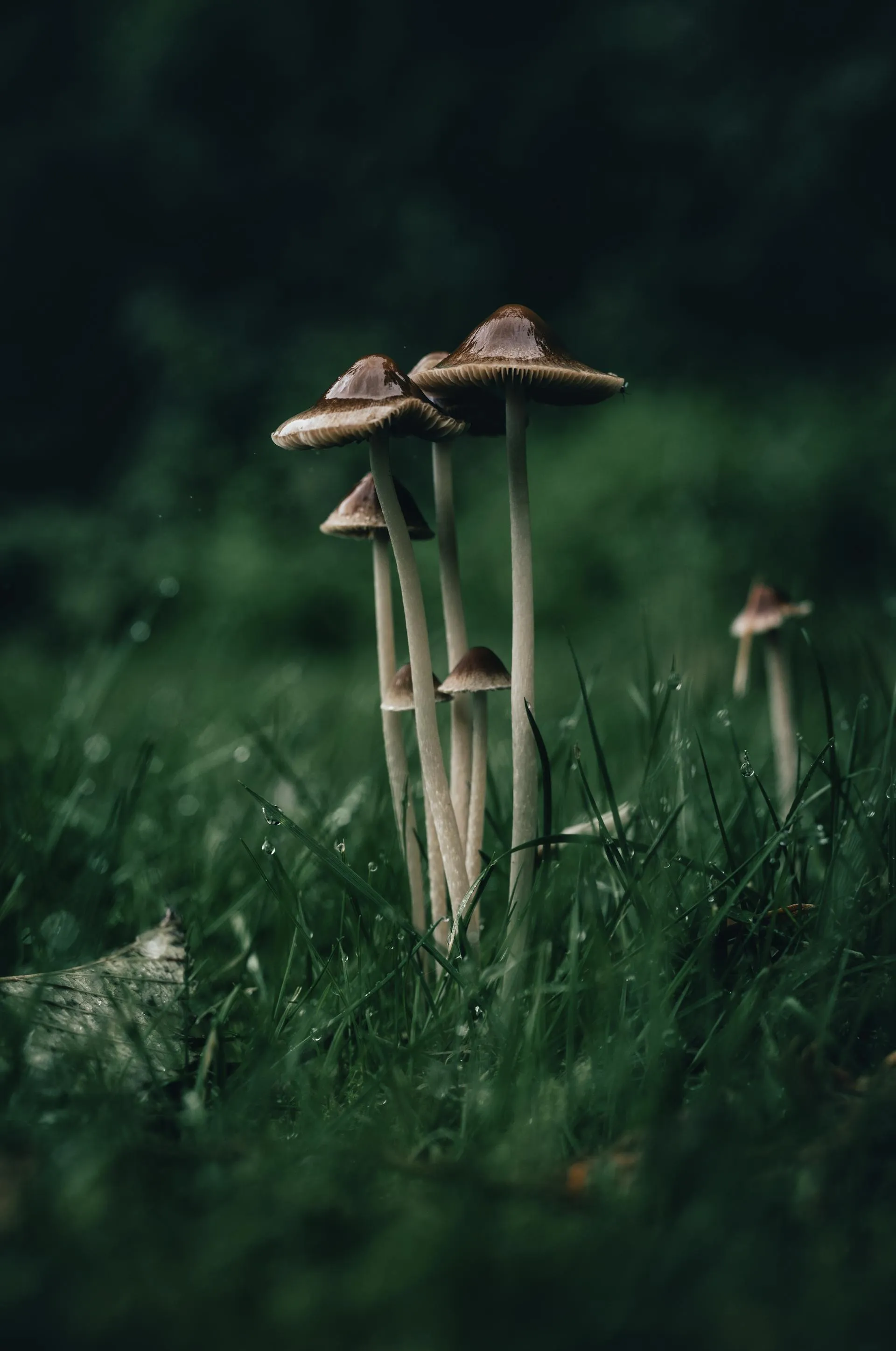 Small mushrooms on a textured surface in soft light