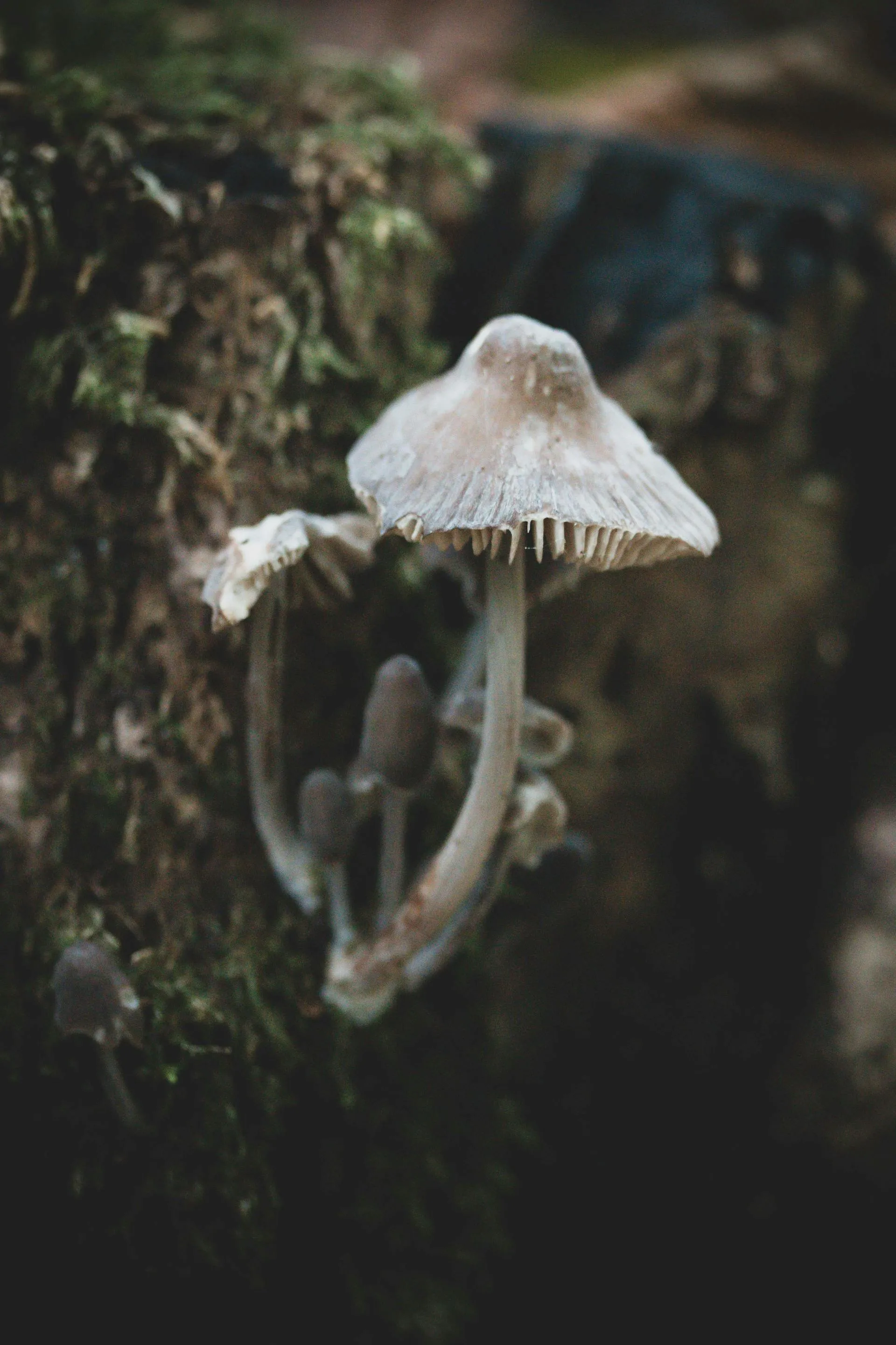 Wild mushrooms in a Mexican highland setting