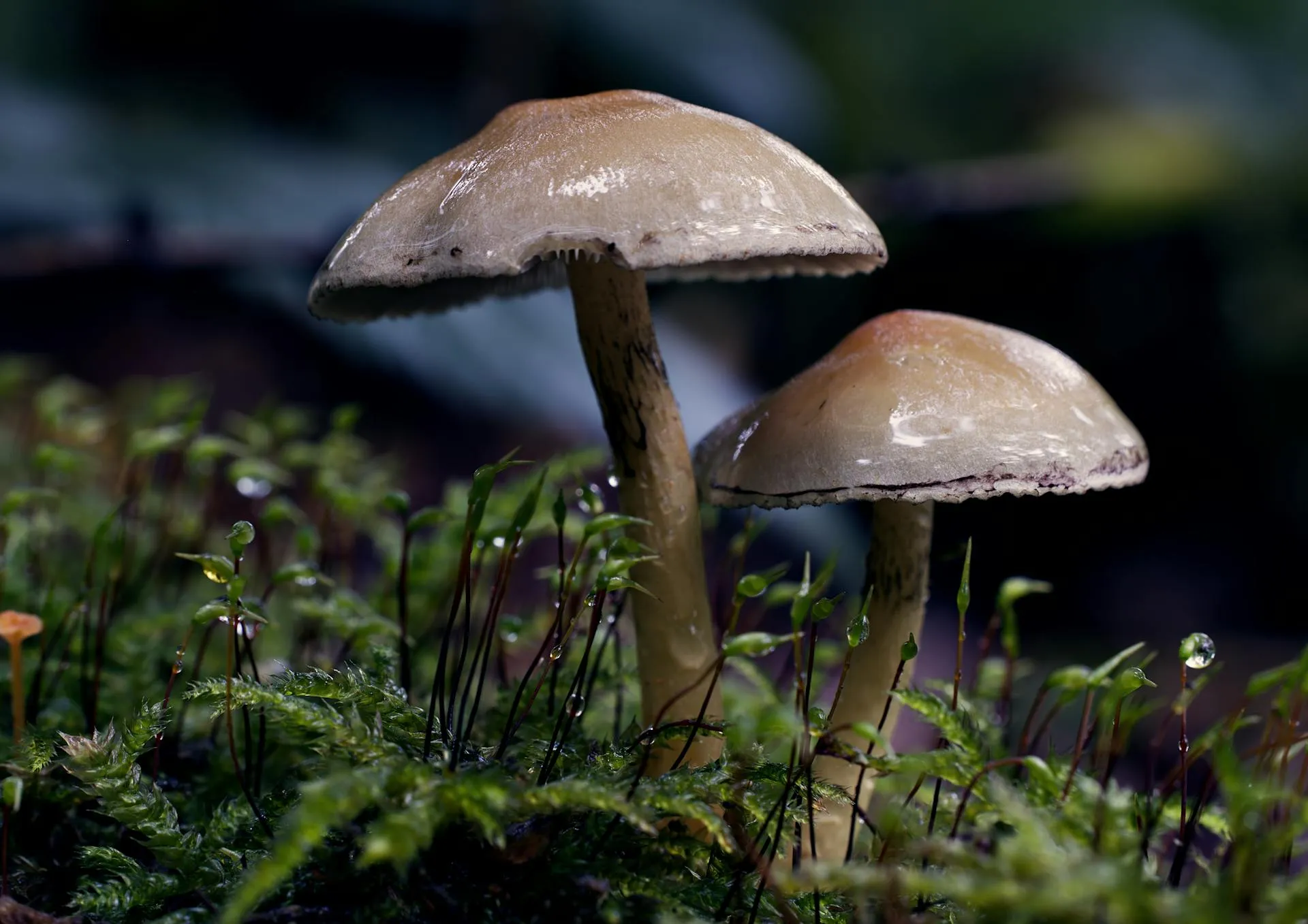 Quiet morning mushrooms in soft light