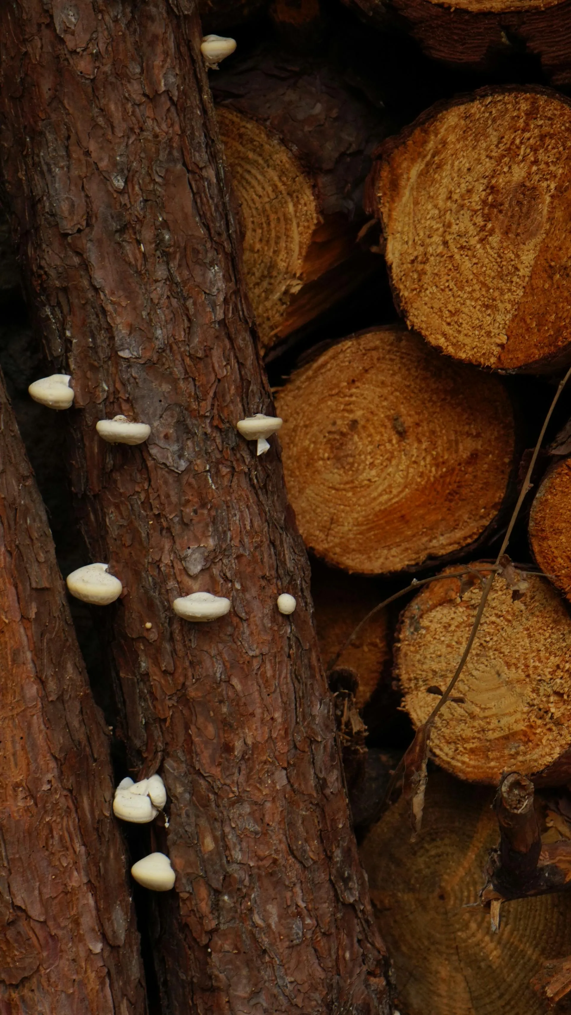 Macro view of mushroom gills