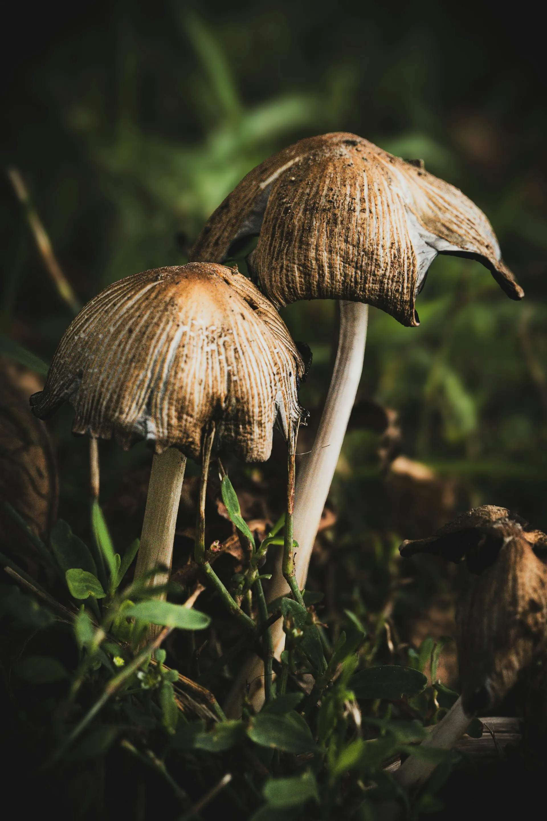 Small dung-dwelling Panaeolus-style mushrooms