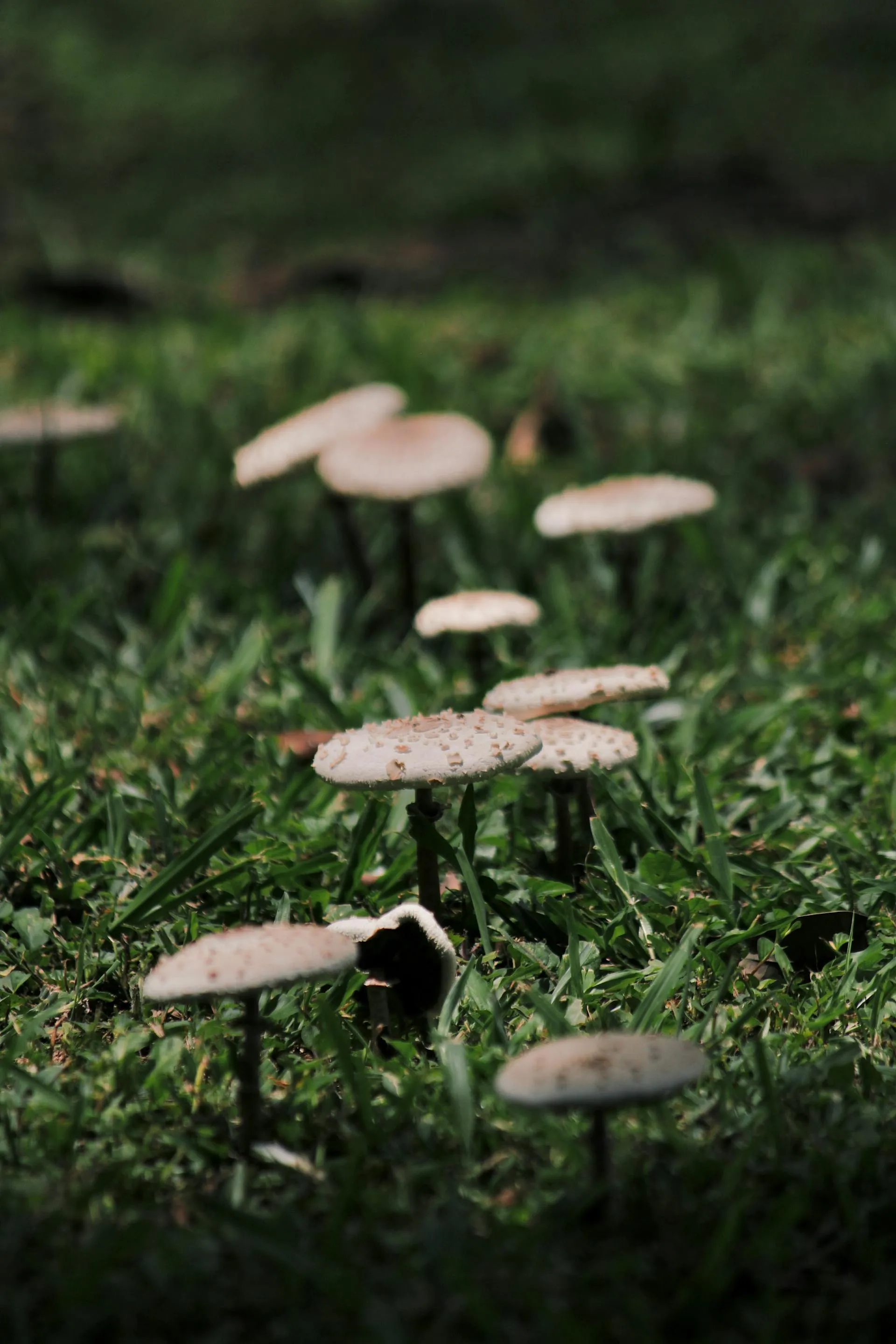 Wild mushrooms in soft daylight