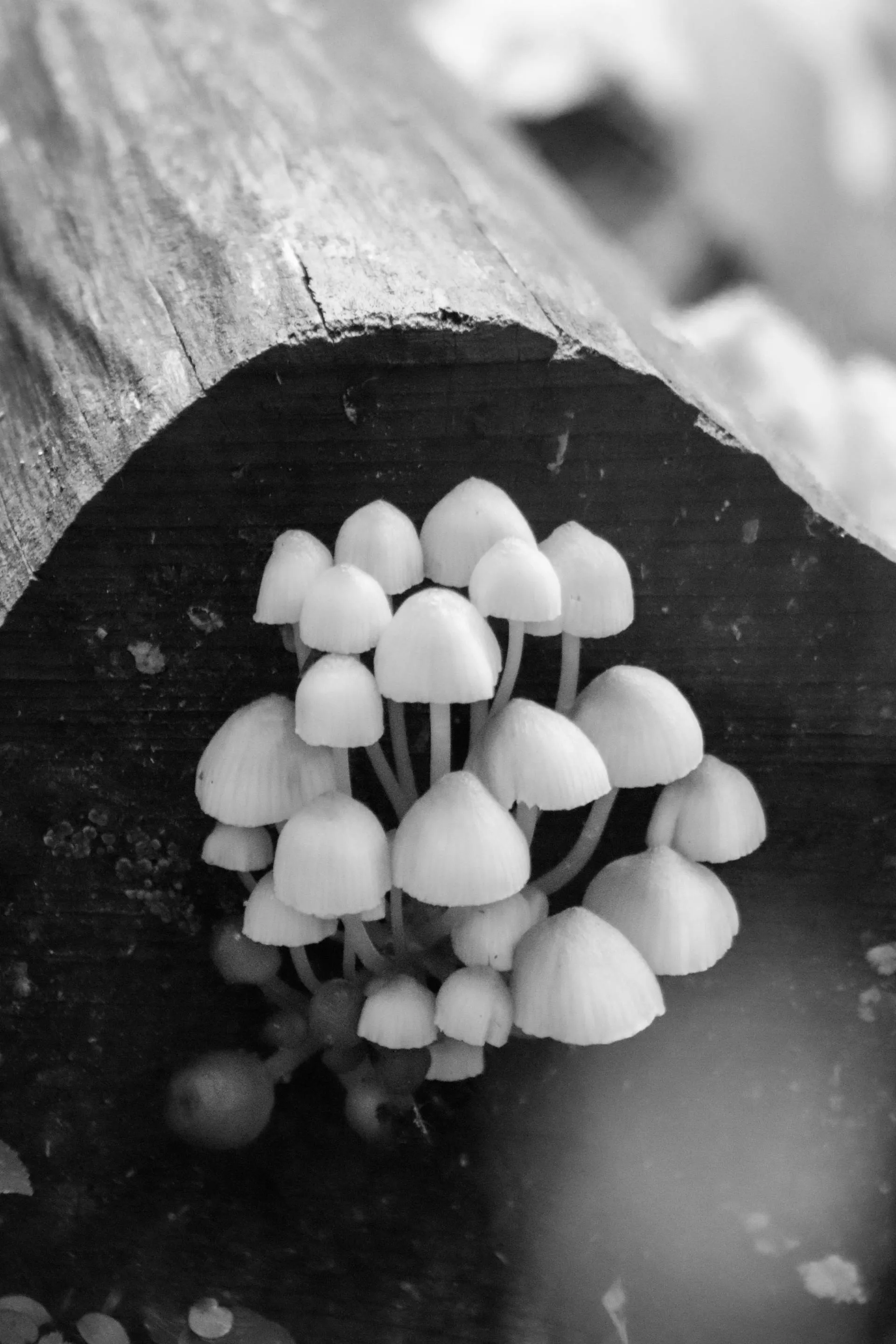 Forest floor with visible mycelial filaments