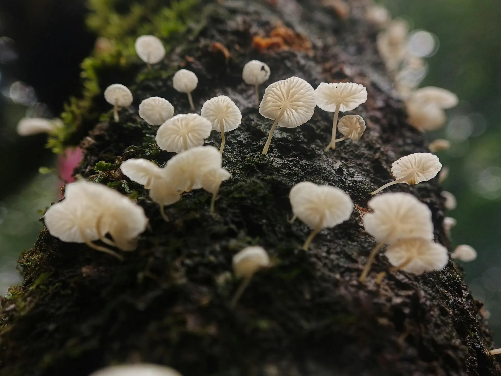 Detail of a young mushroom in early morning light