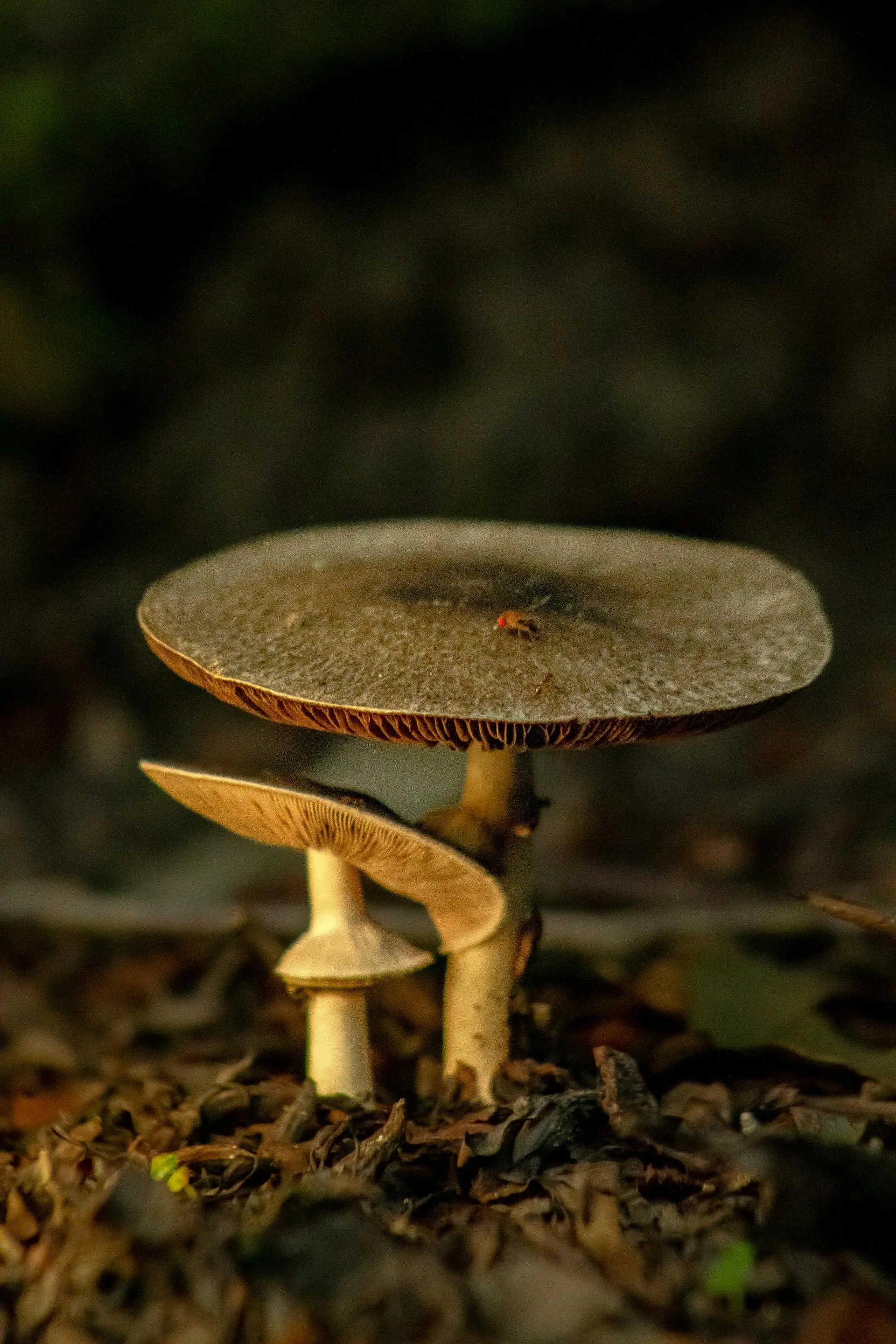 Mushrooms emerging in a natural woodland setting