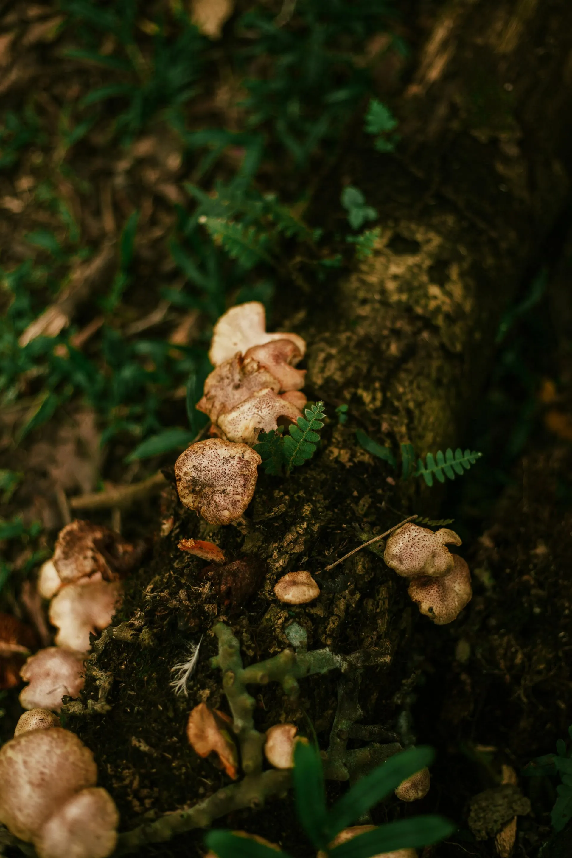 Detail of mushroom morphology