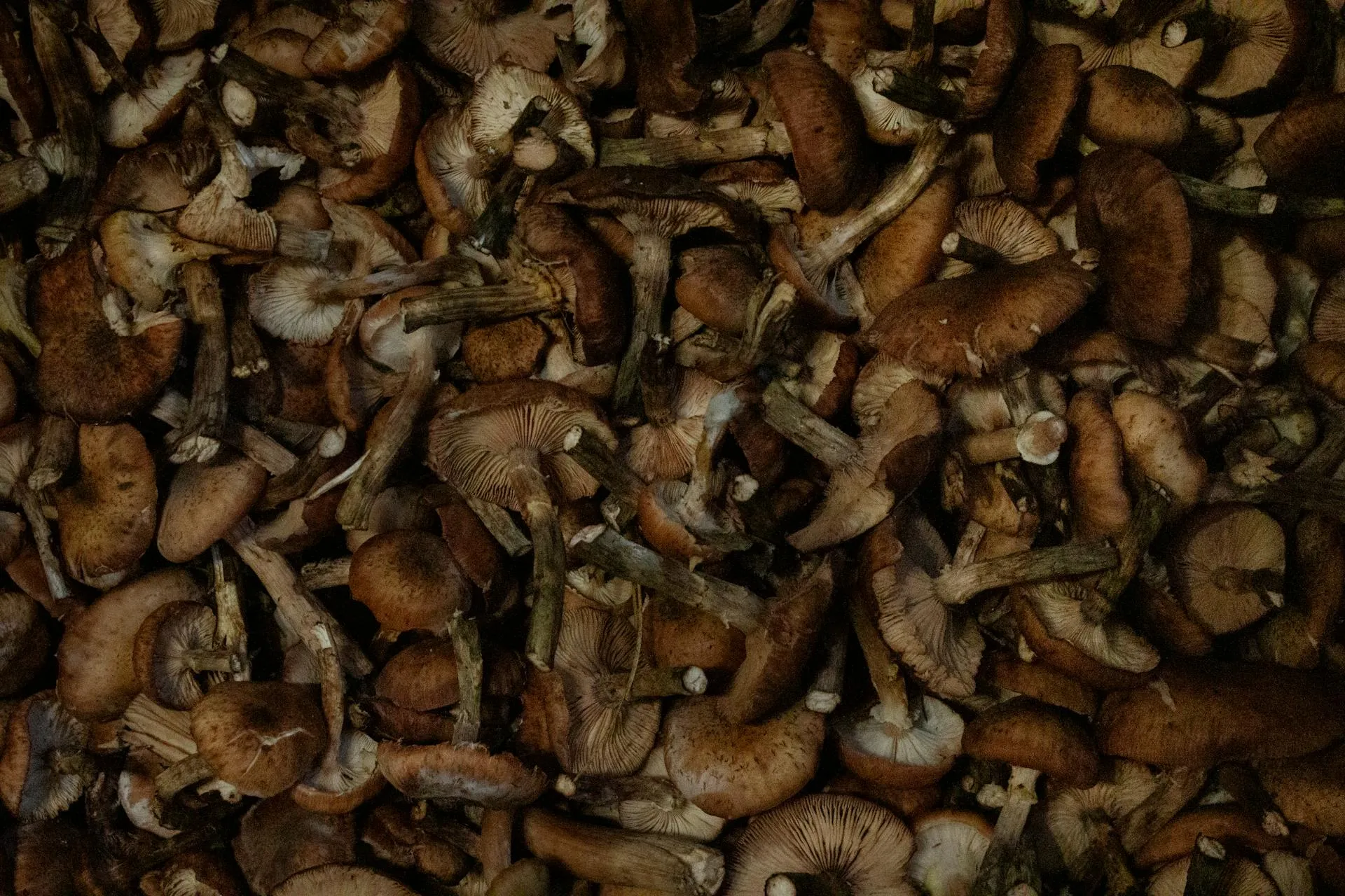 Roots and Fungi