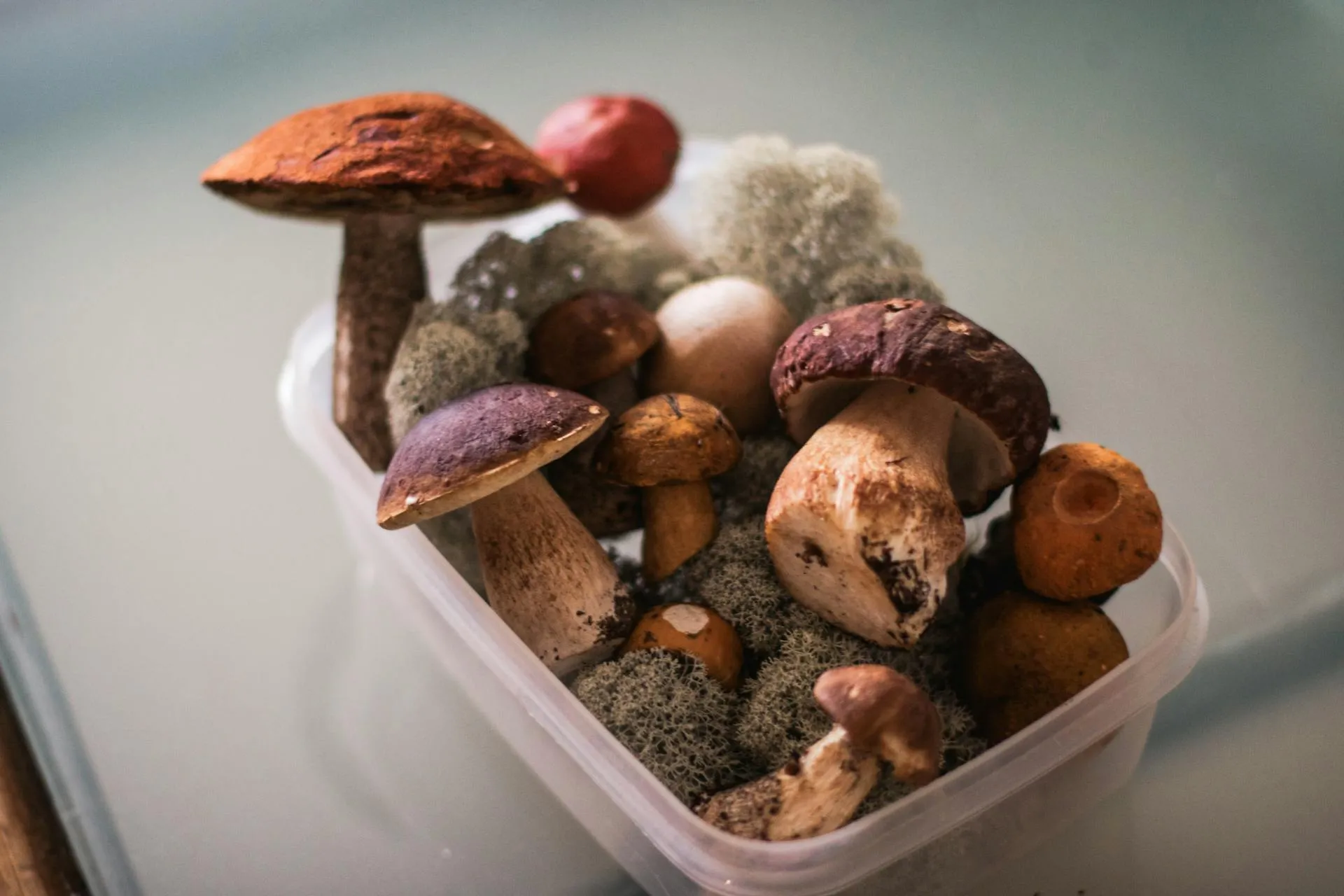 Clinical study composition of mushroom specimens