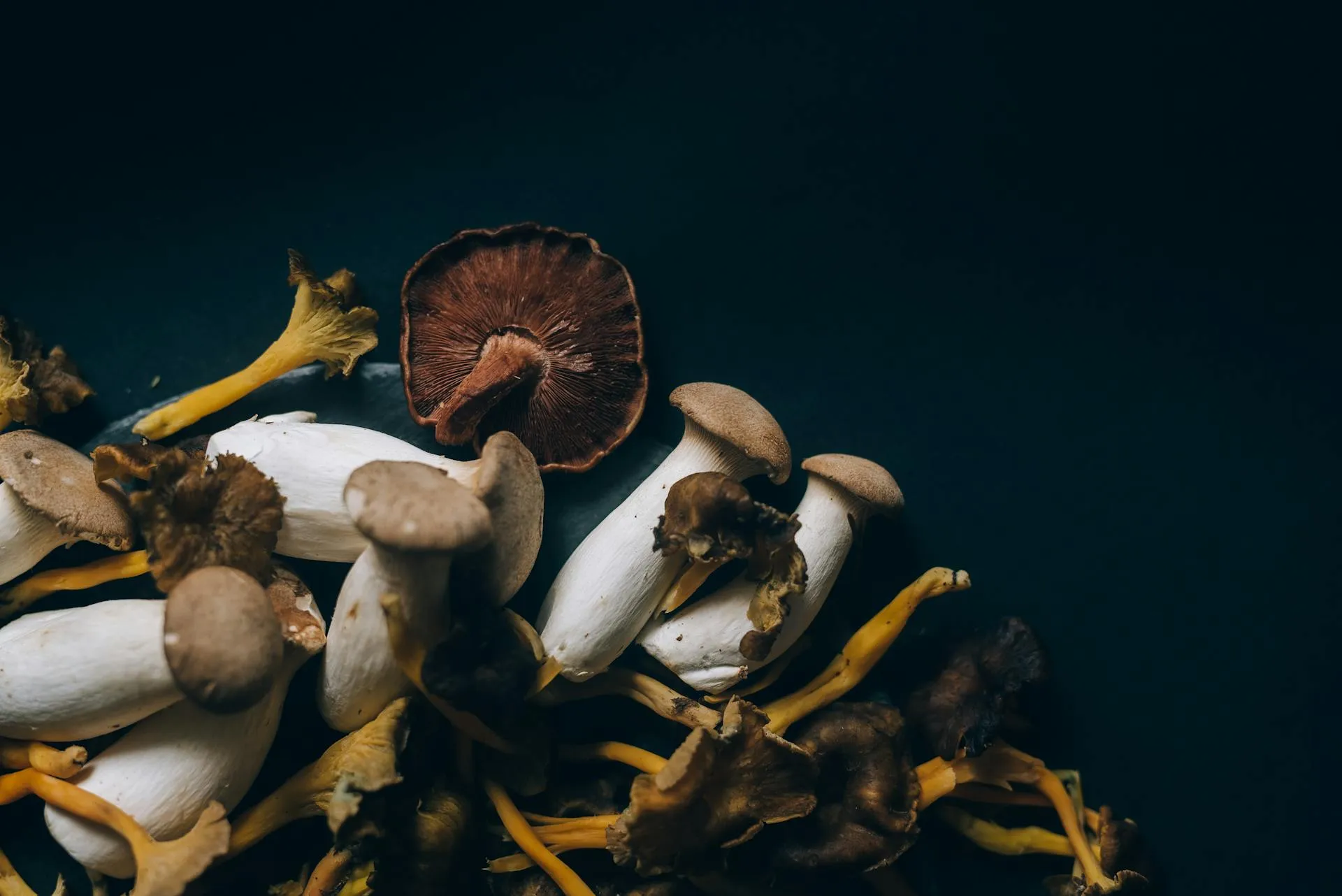 Mushrooms in a controlled cultivation environment