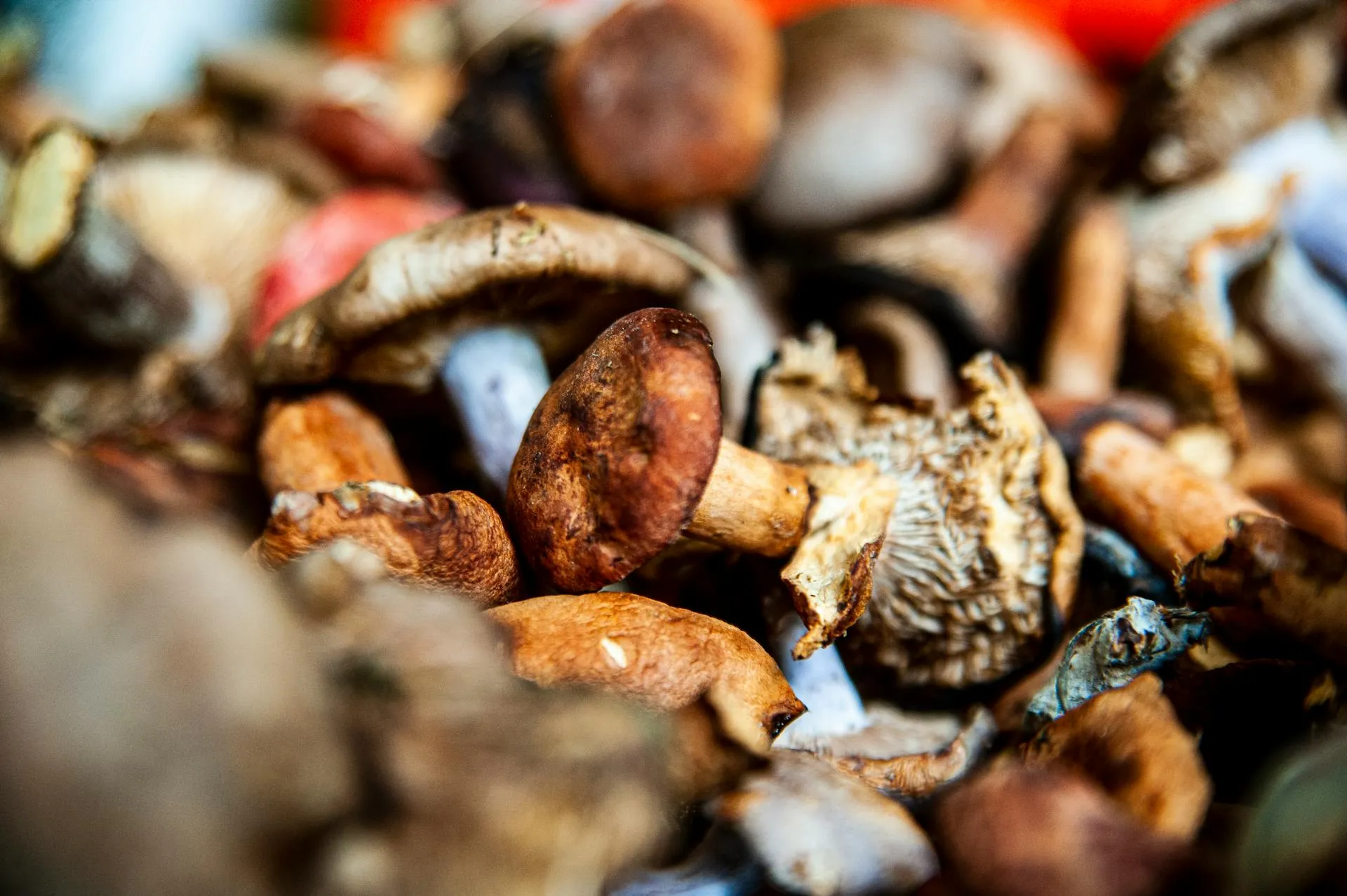 Wild mushrooms in a grassland environment
