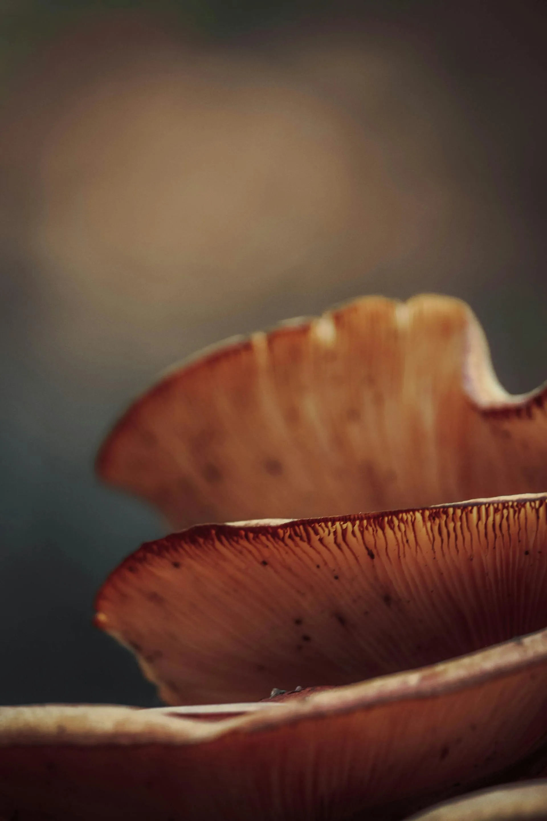 Soft morning light over forest mushrooms