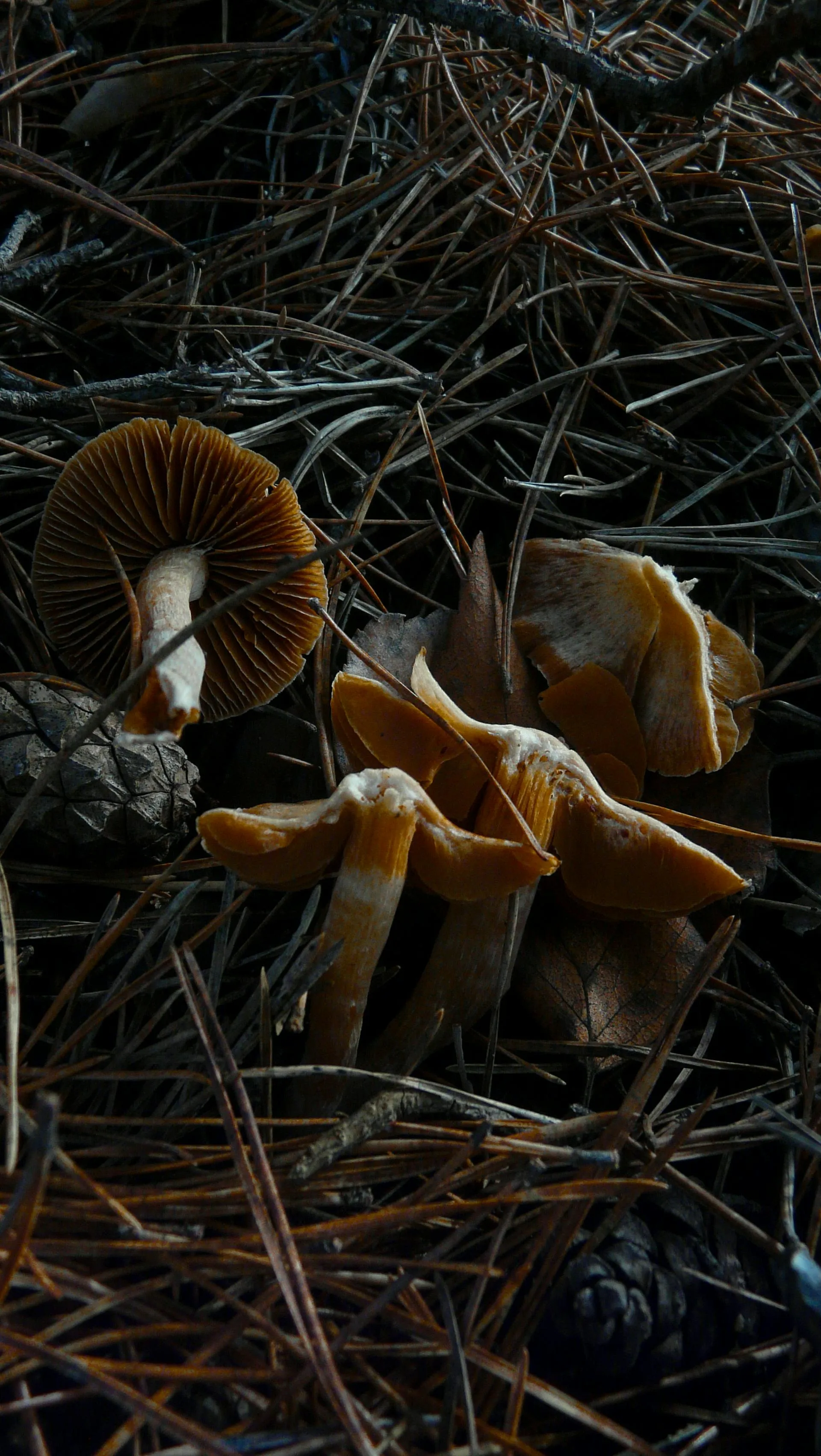 Detail of a small mushroom in soft natural light