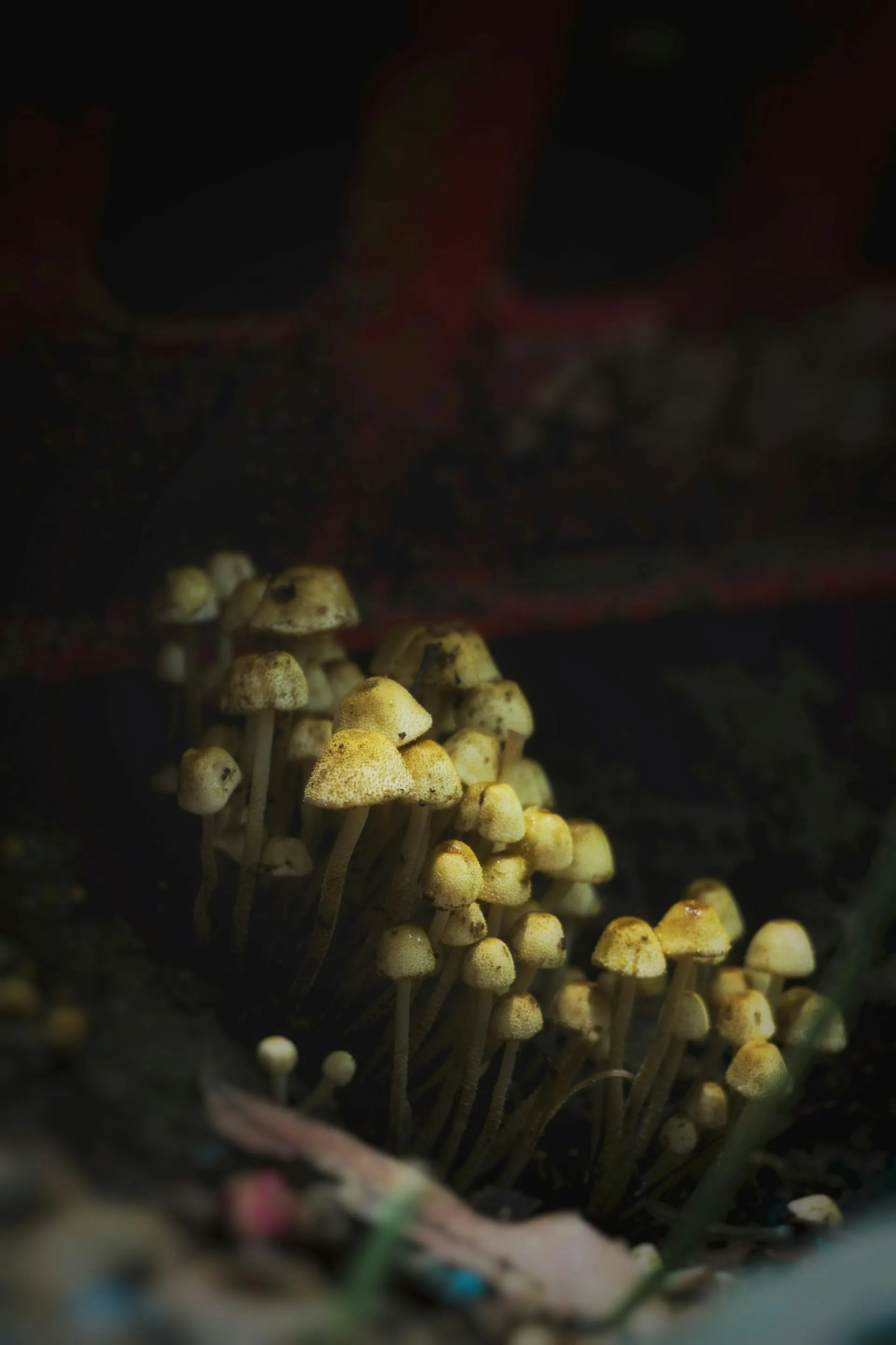 Mushrooms growing in a controlled environment