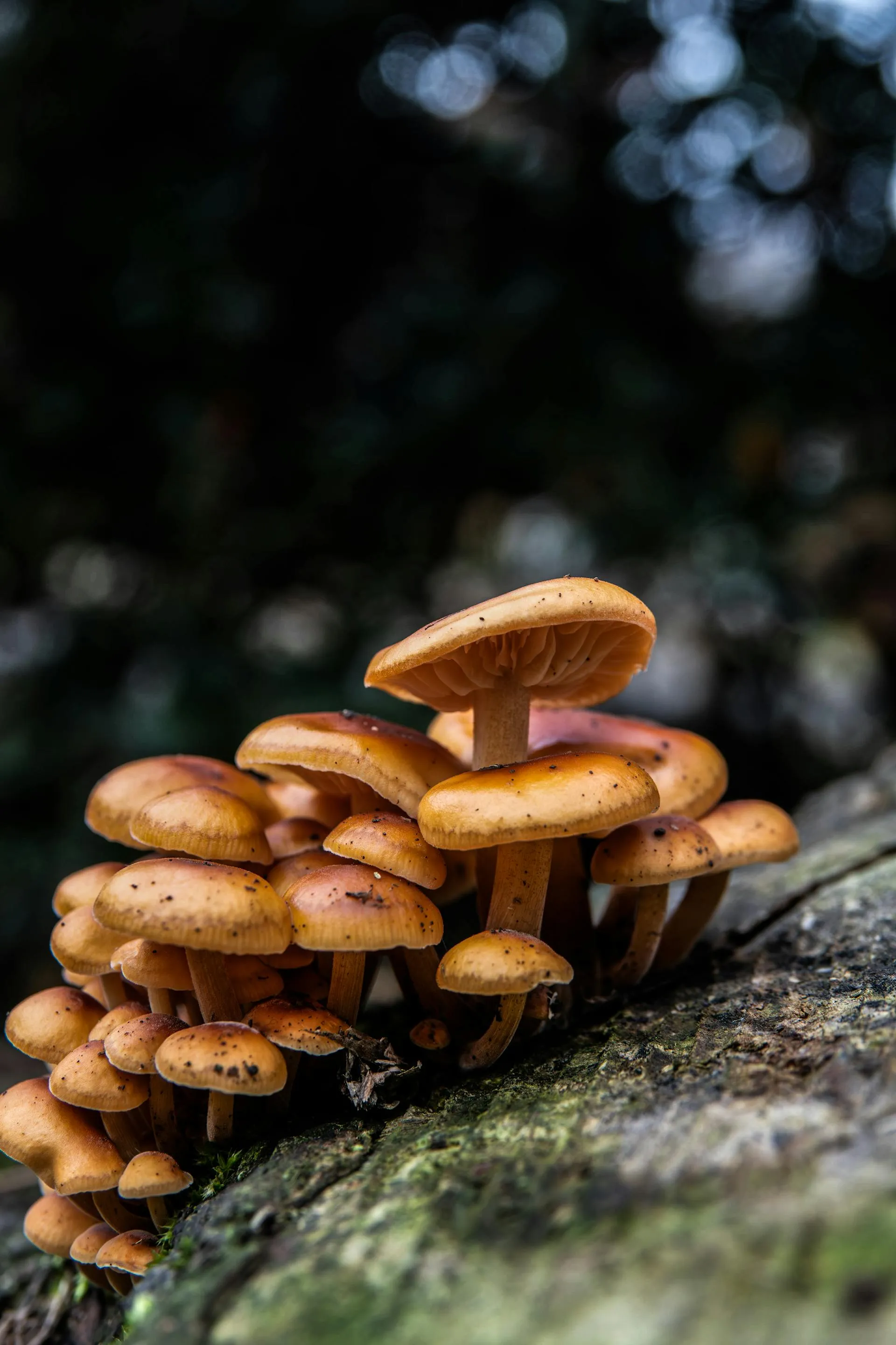 Wood-decay mushroom showing rusty orange tones