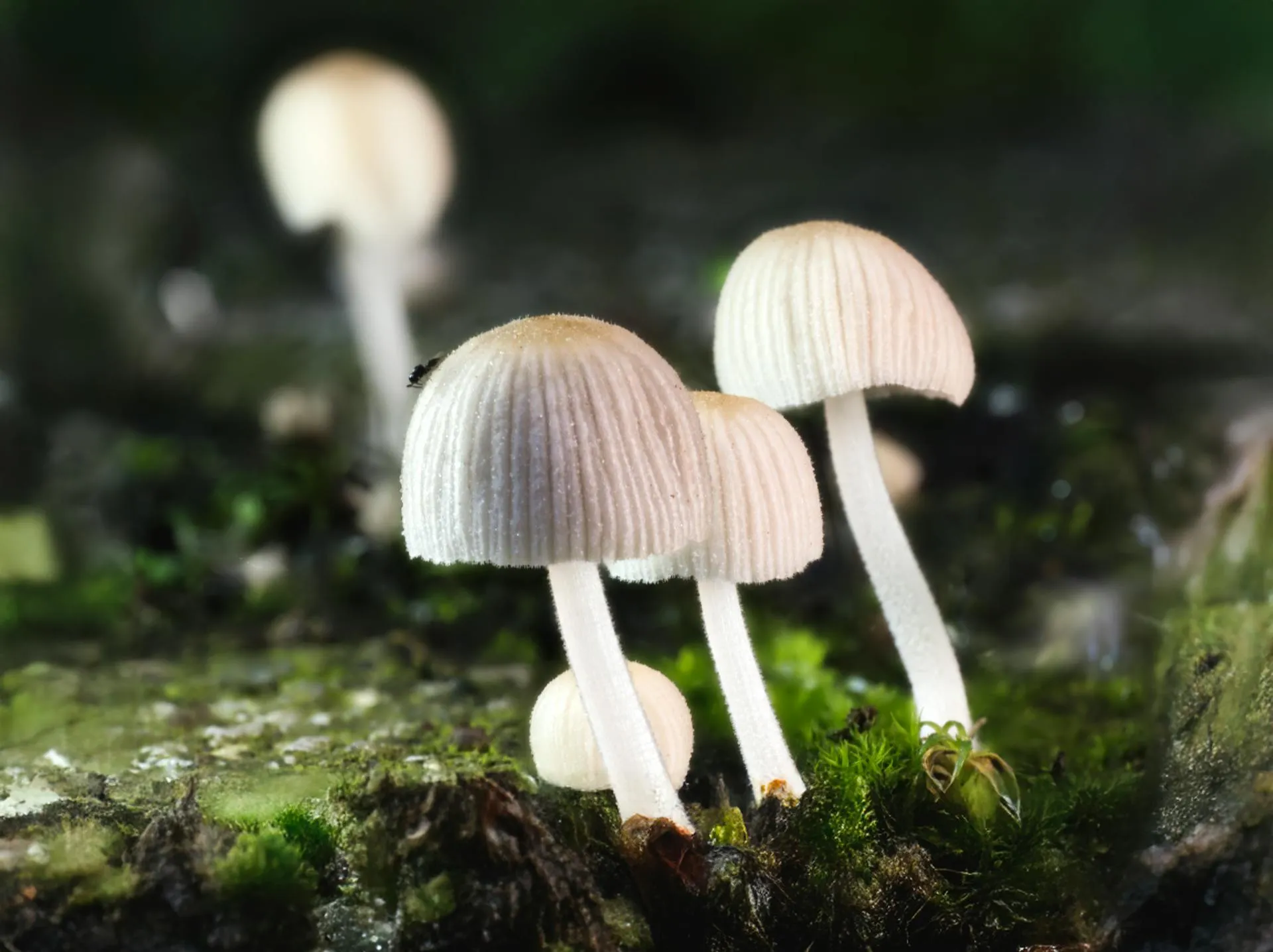 A small cluster of forest mushrooms in early light