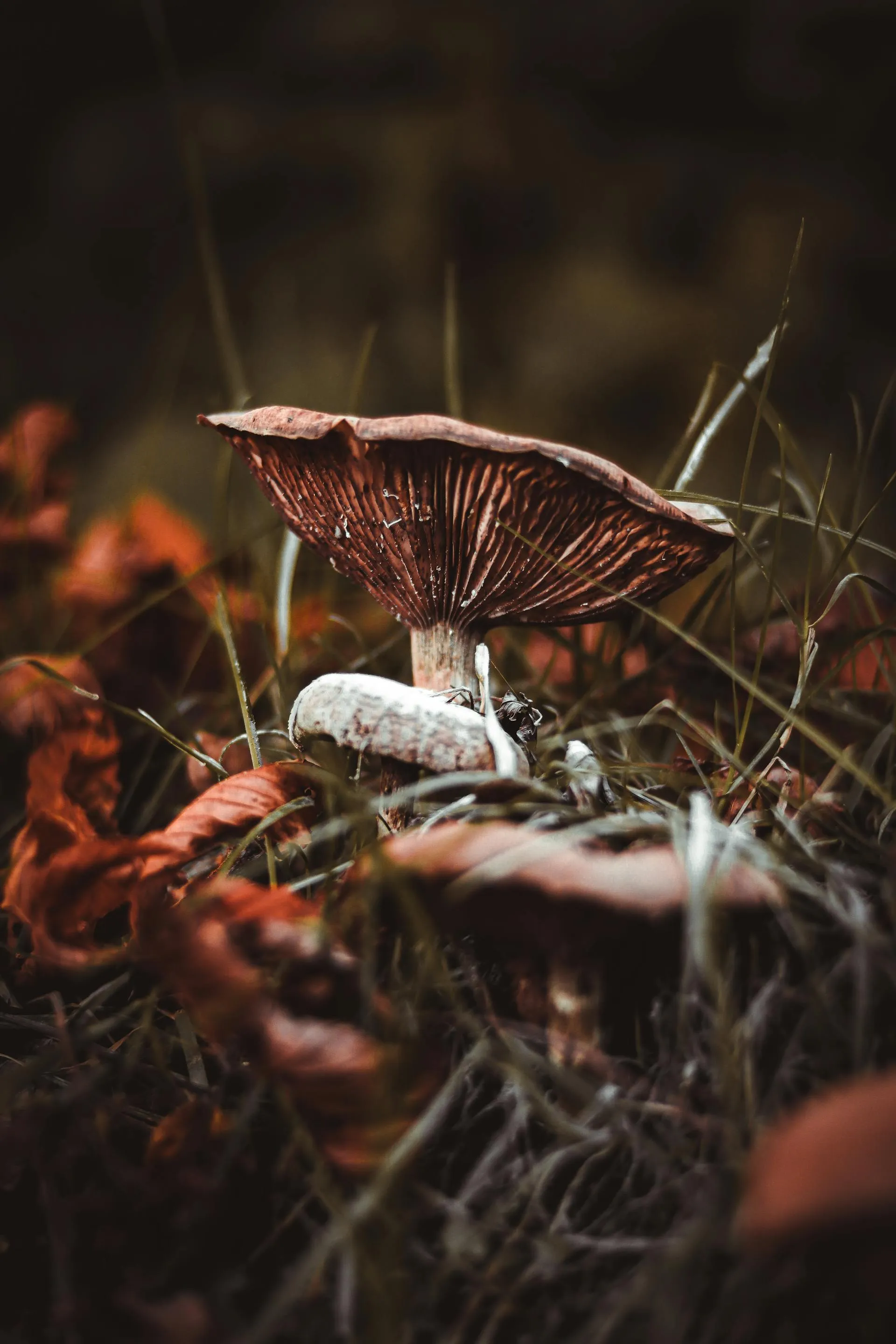 Detail of mushroom morphology in close-up
