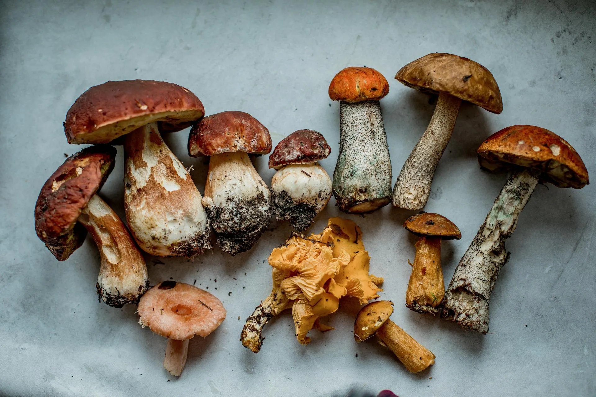 Wild mushrooms in their natural environment
