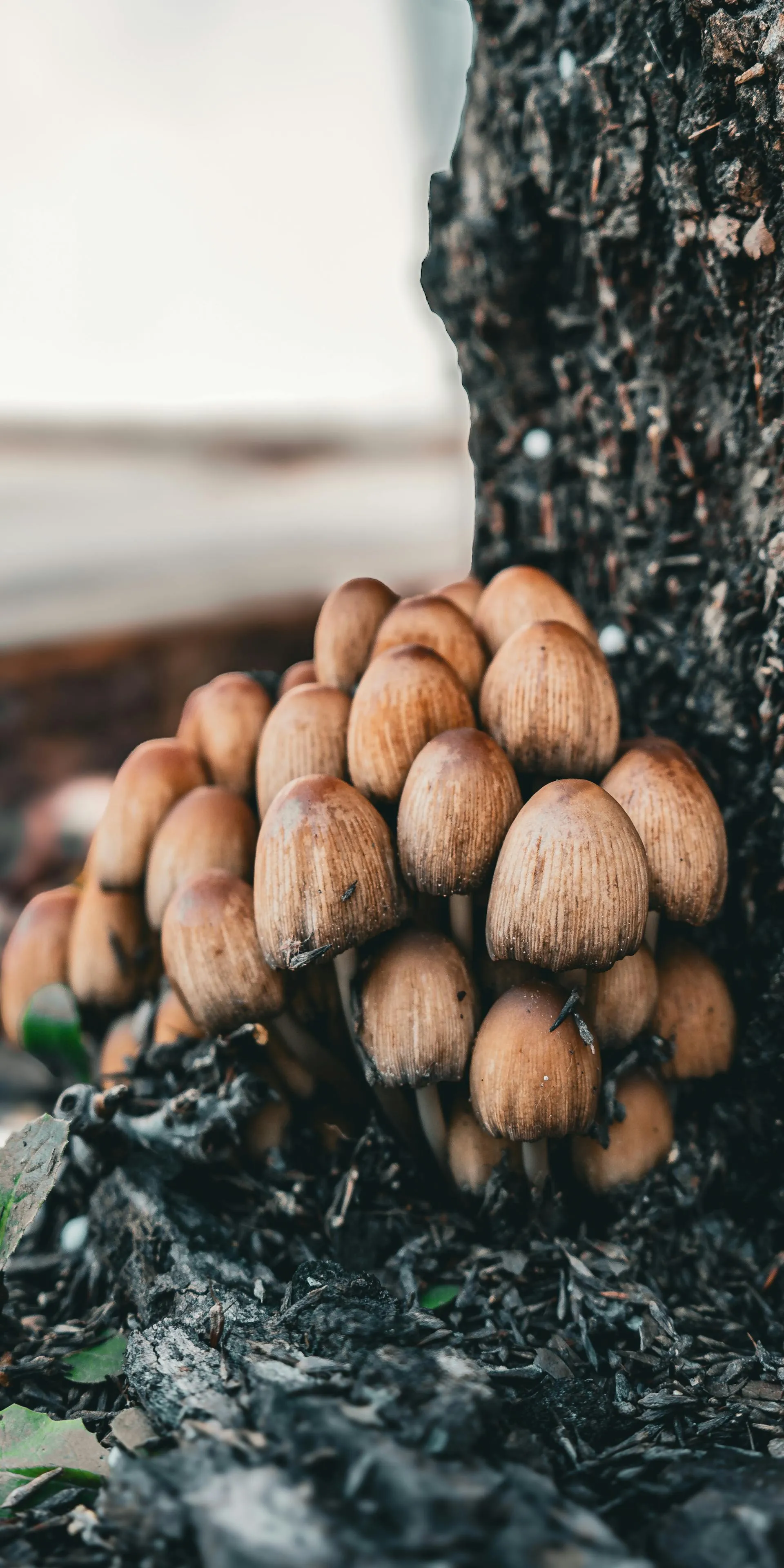 Mushrooms in their natural setting after rain