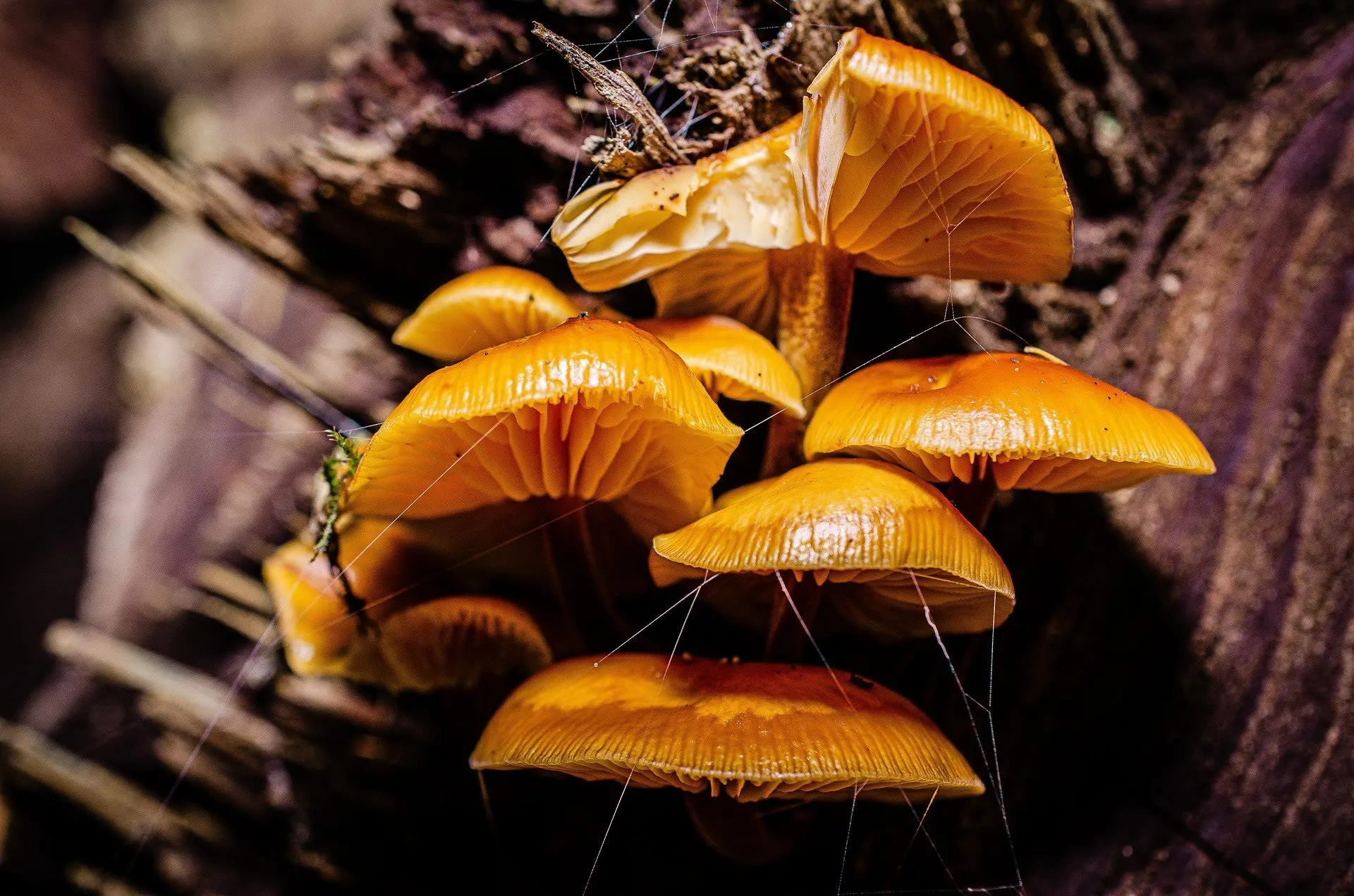 Detailed view of a mushroom showing cap, gills, and stem