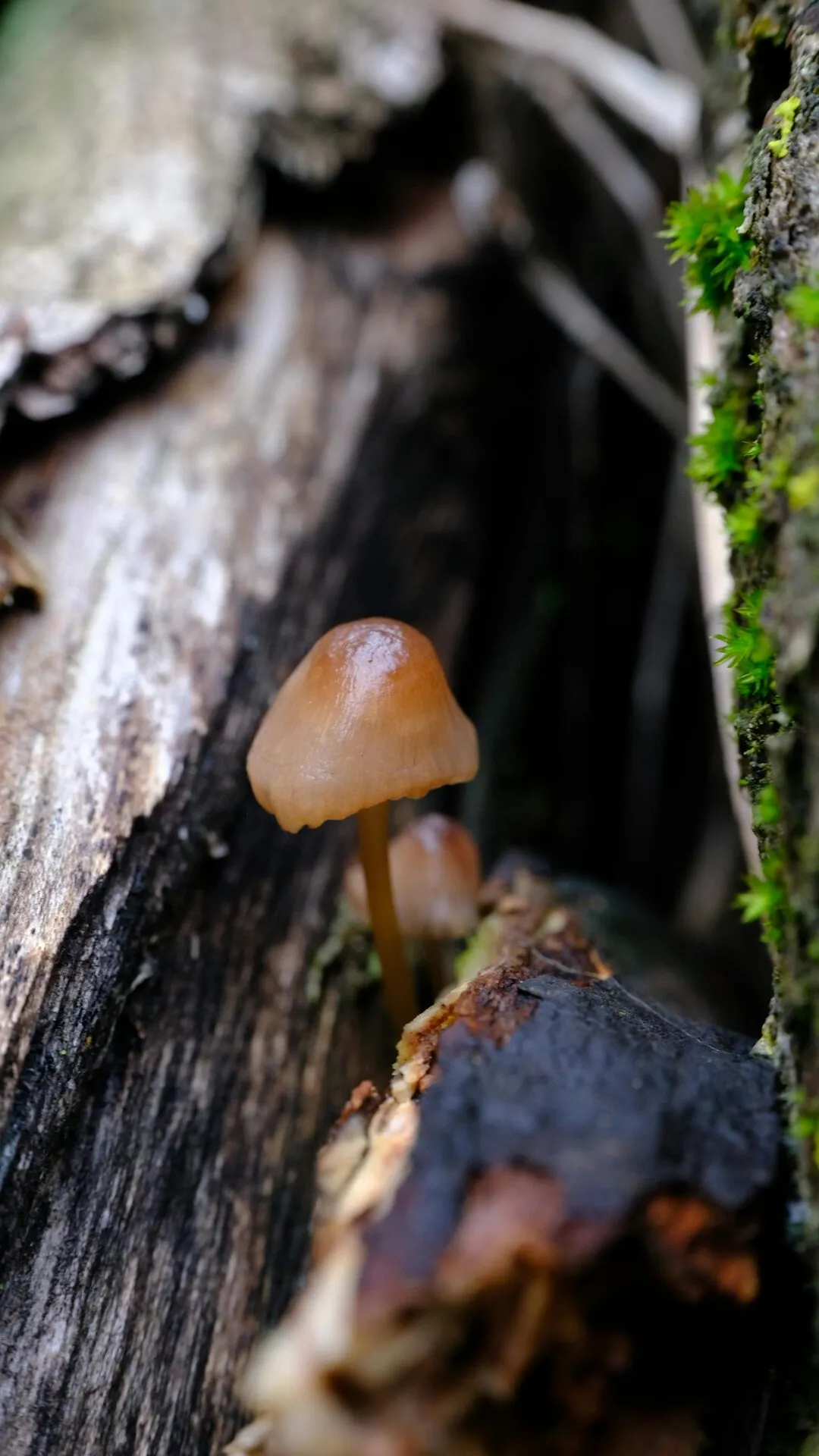 A cluster of mushrooms emerging from forest substrate
