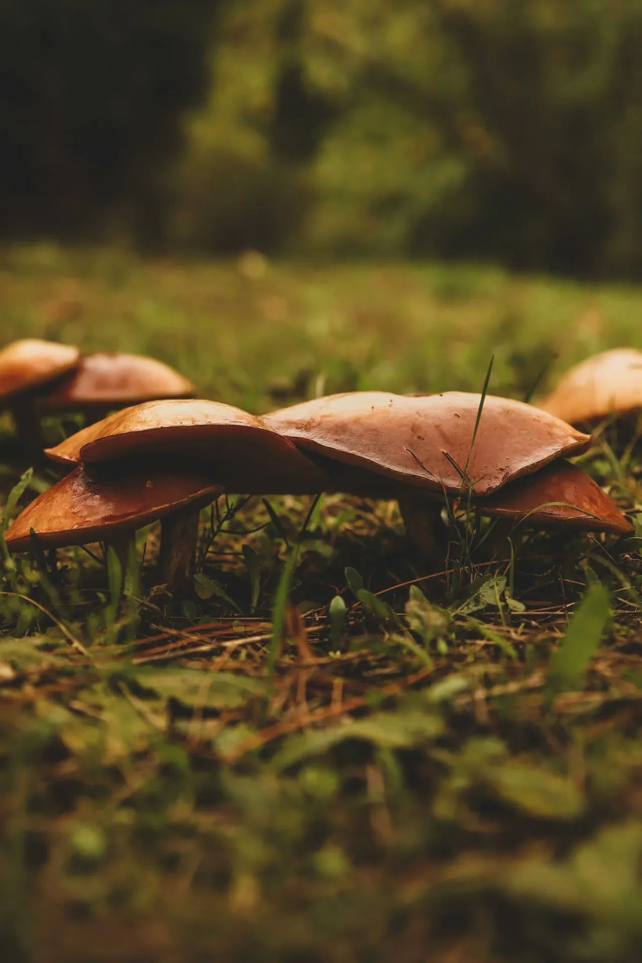 Macro detail of a mushroom cap surface and texture