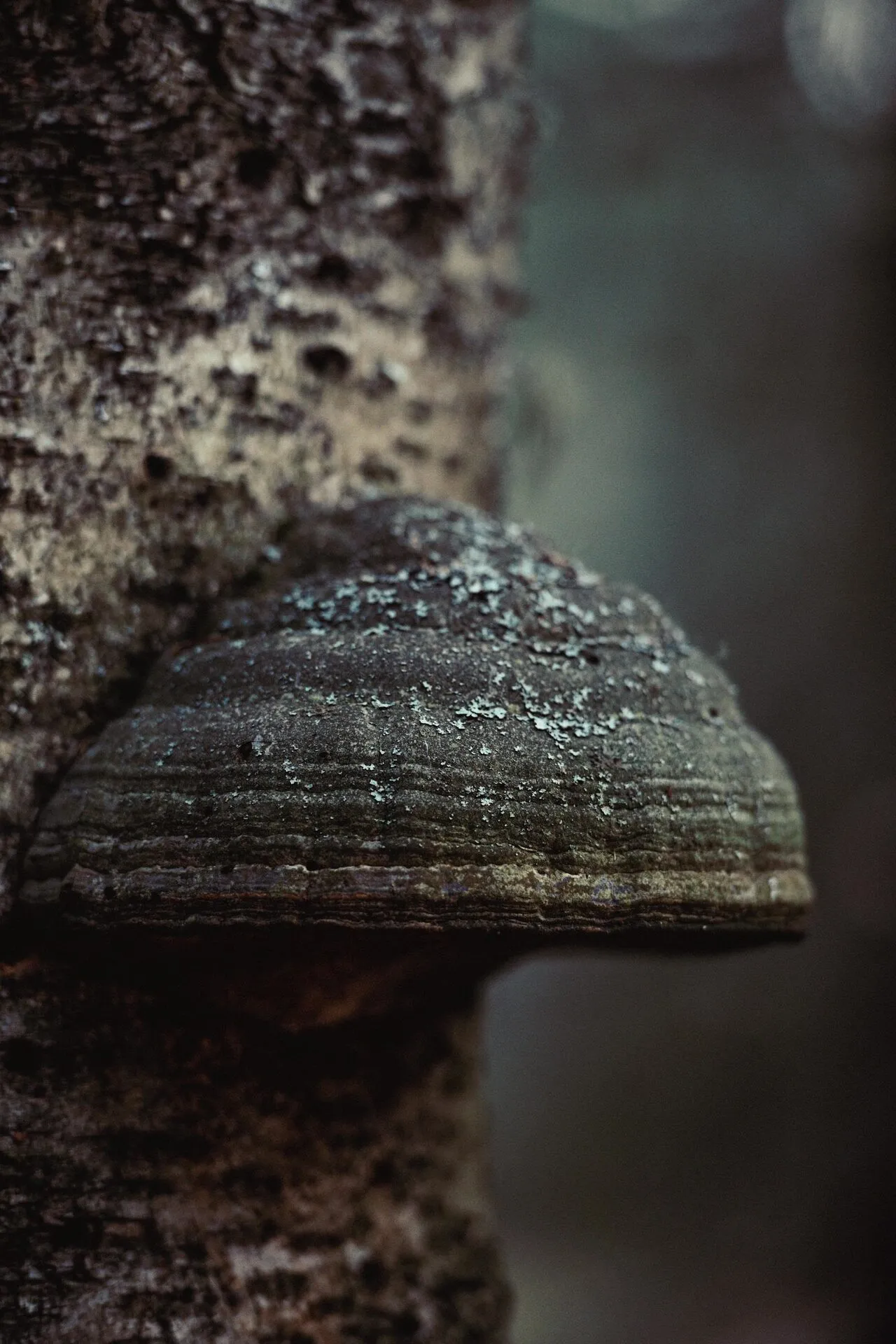 A single mushroom showing a long pale stem and cap