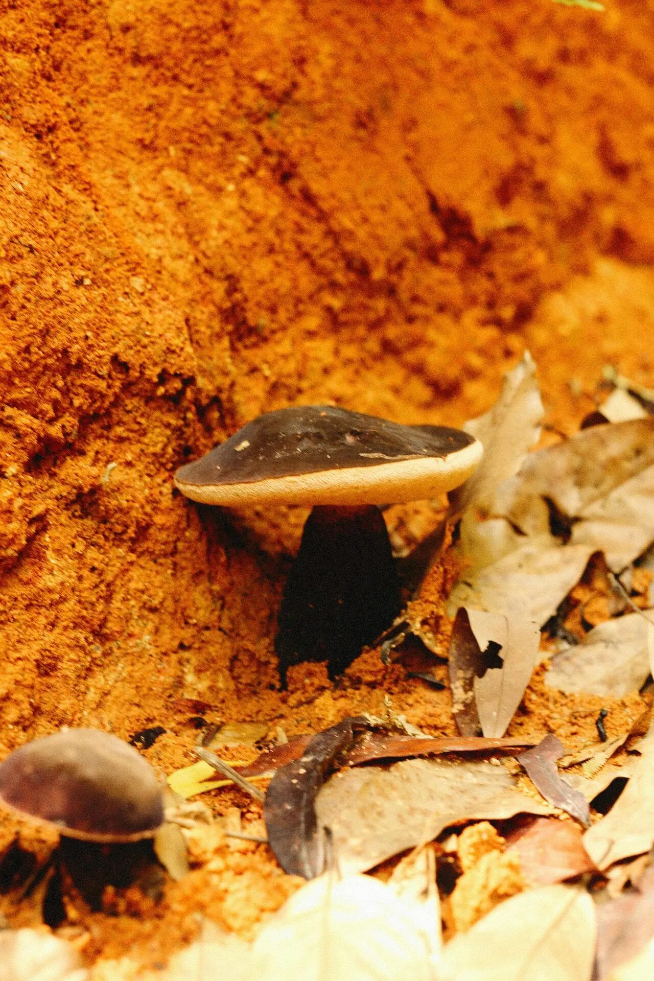 Forest floor with mushrooms and surrounding substrate
