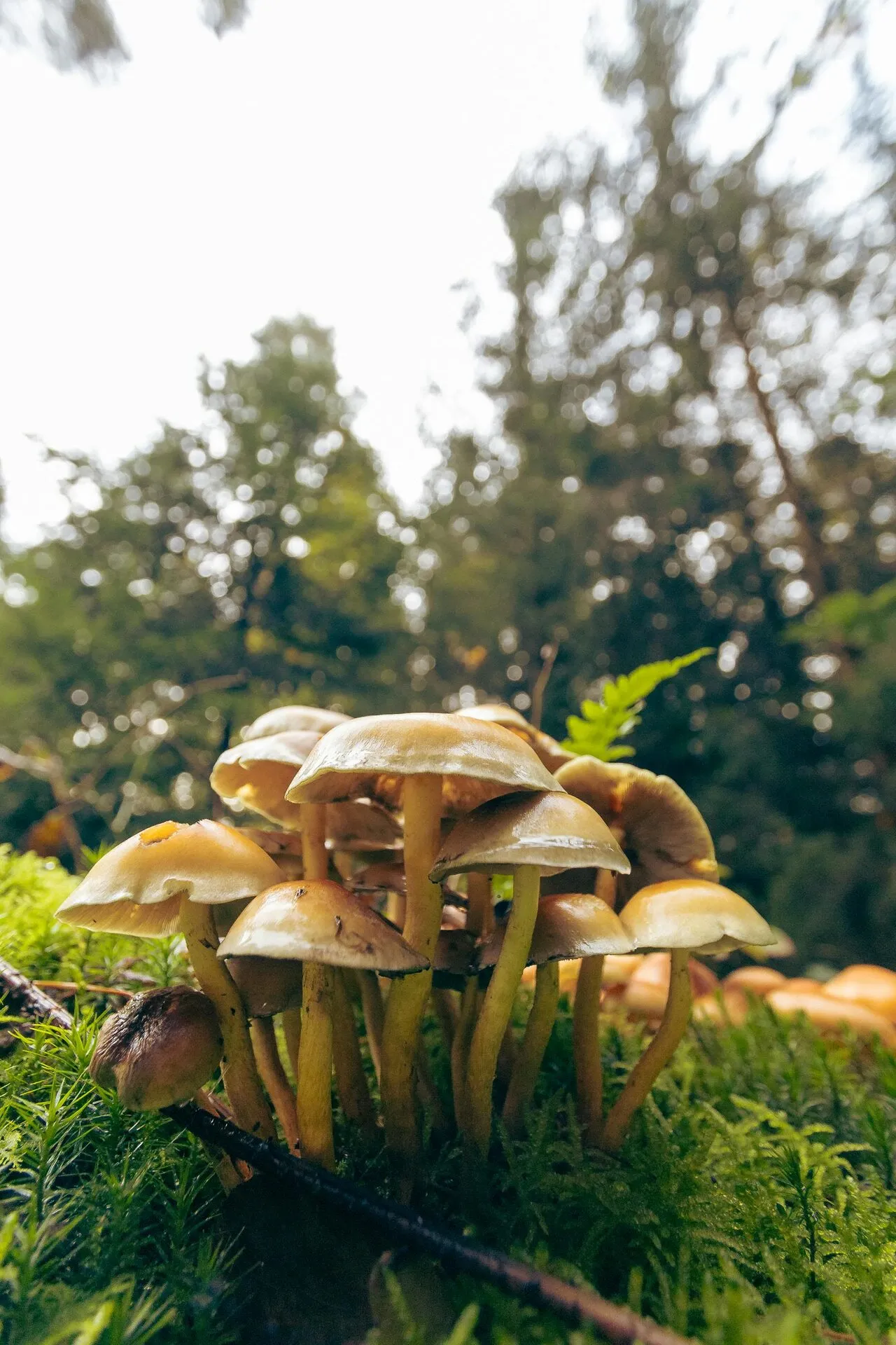 Underside of a mushroom cap showing radiating gills