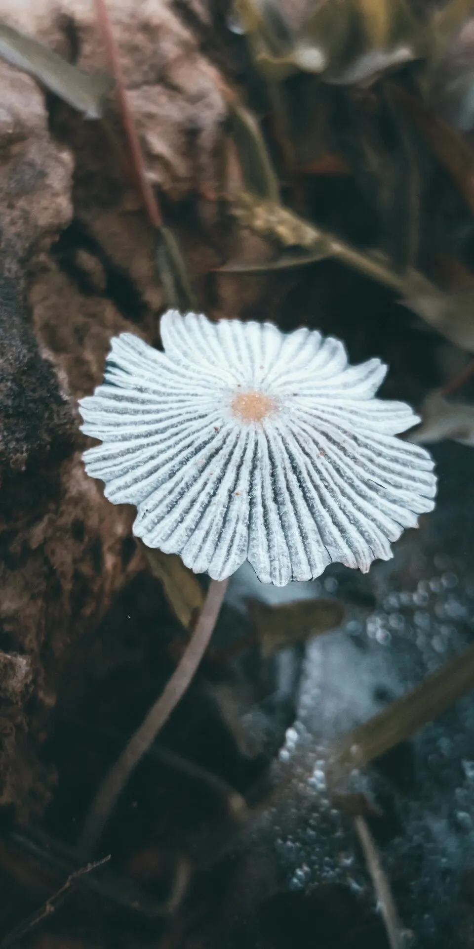 Close detail of fungal growth on a decaying surface
