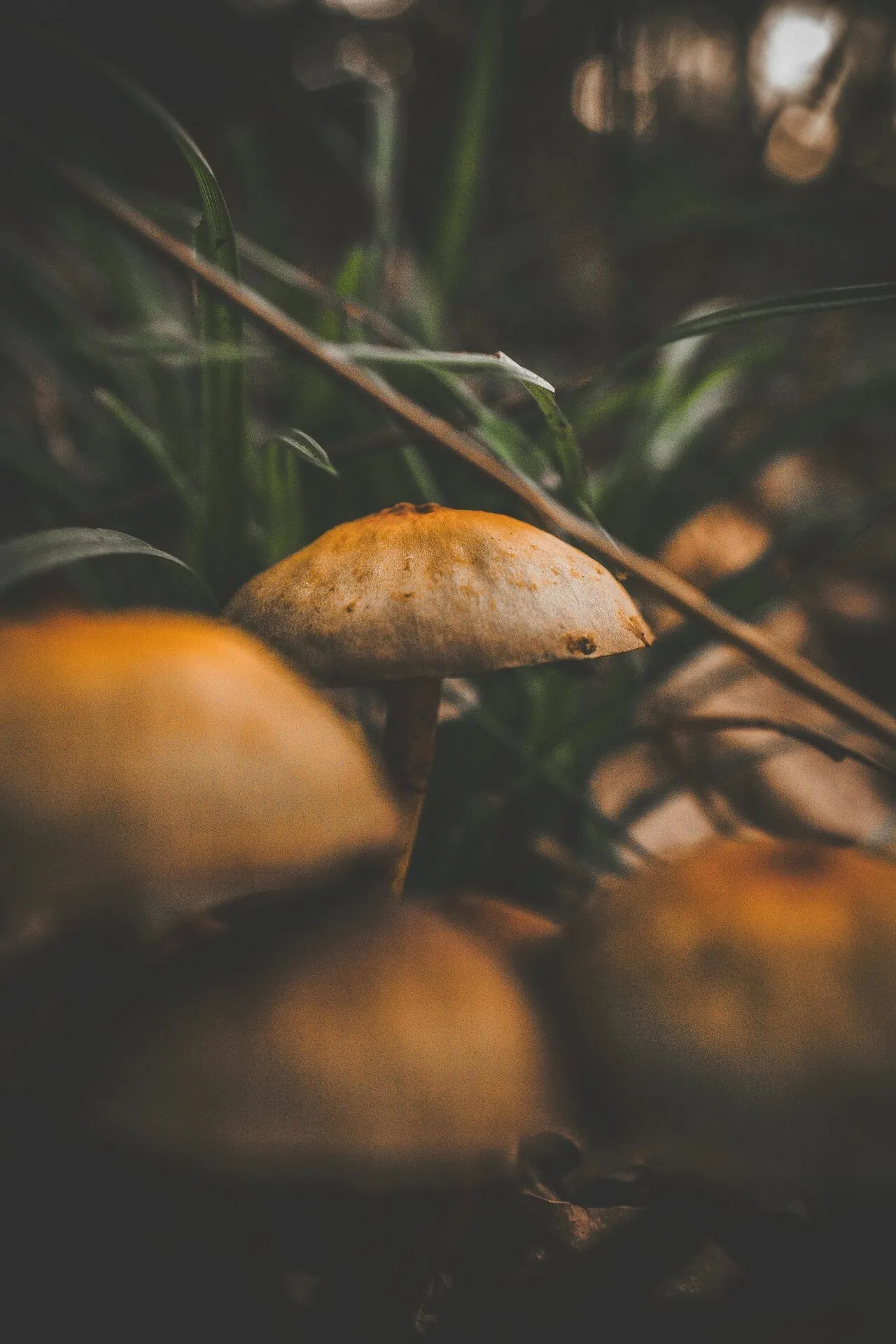 Mushroom releasing spores in soft directional light
