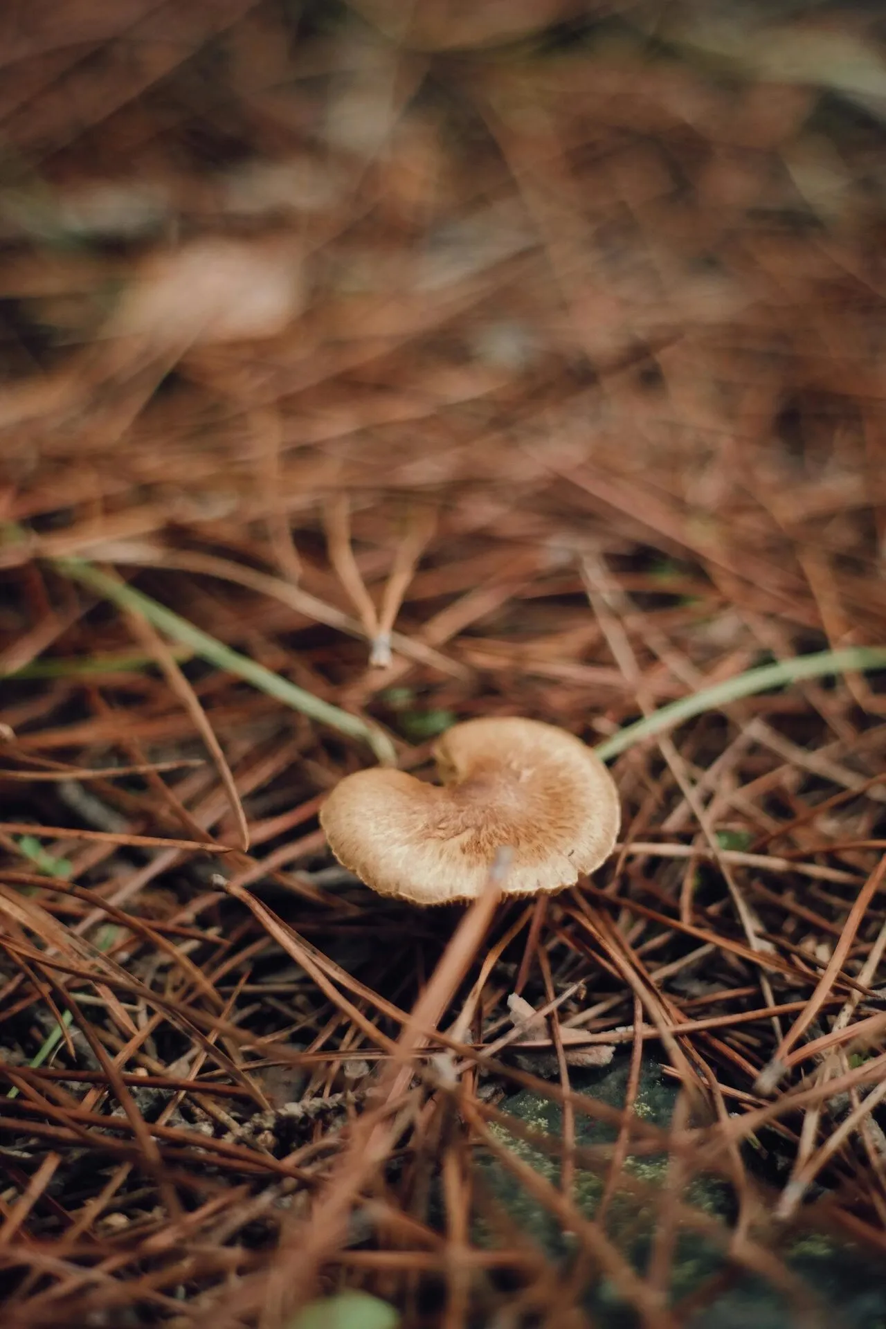 A network of fine fungal threads spreading through substrate