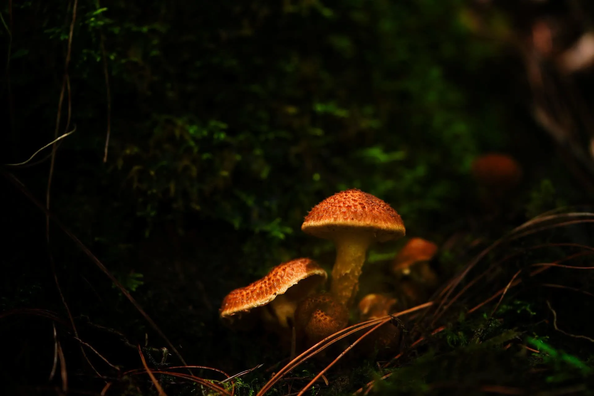 Two mushroom clusters growing close together