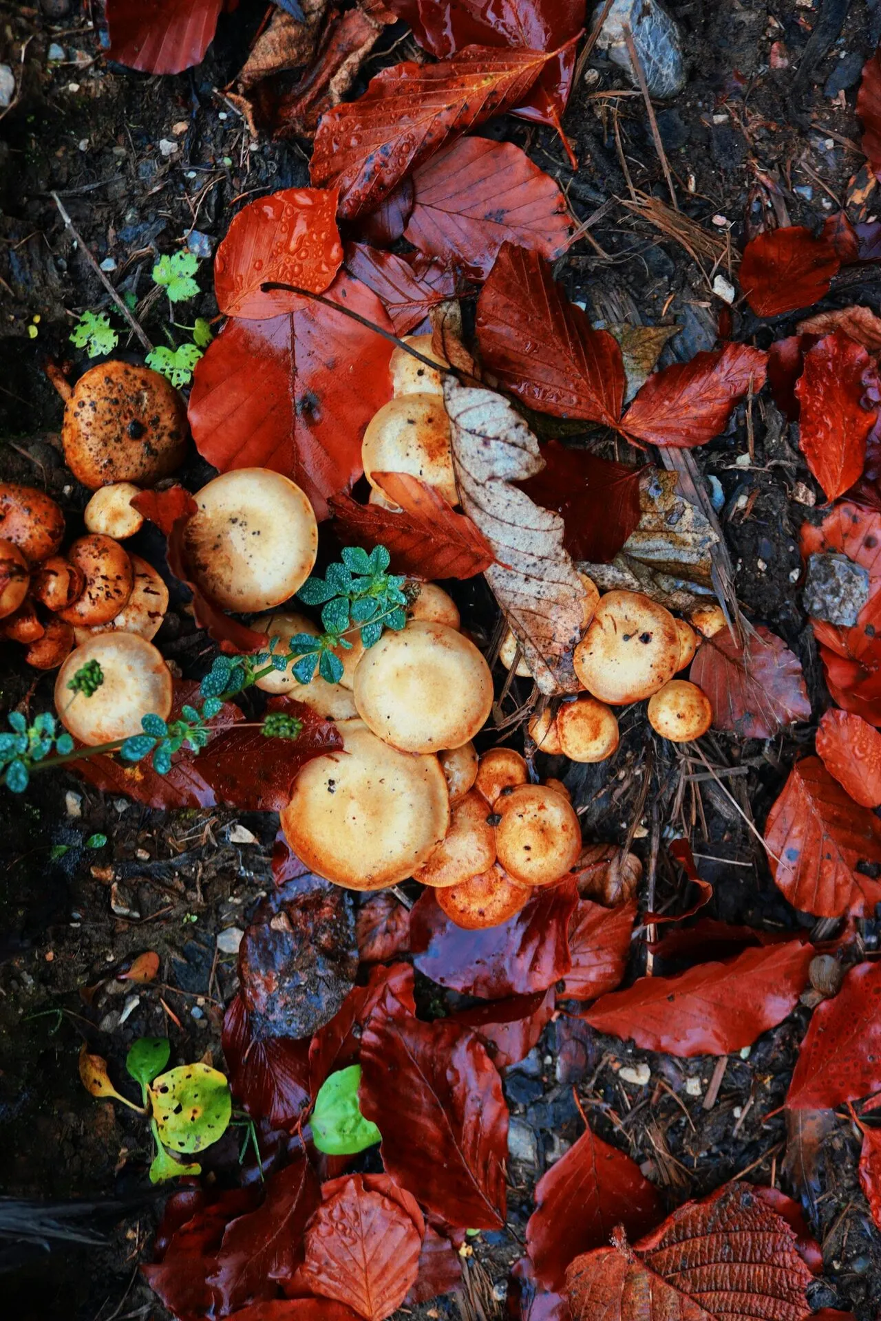 Small mushroom primordia emerging from the substrate
