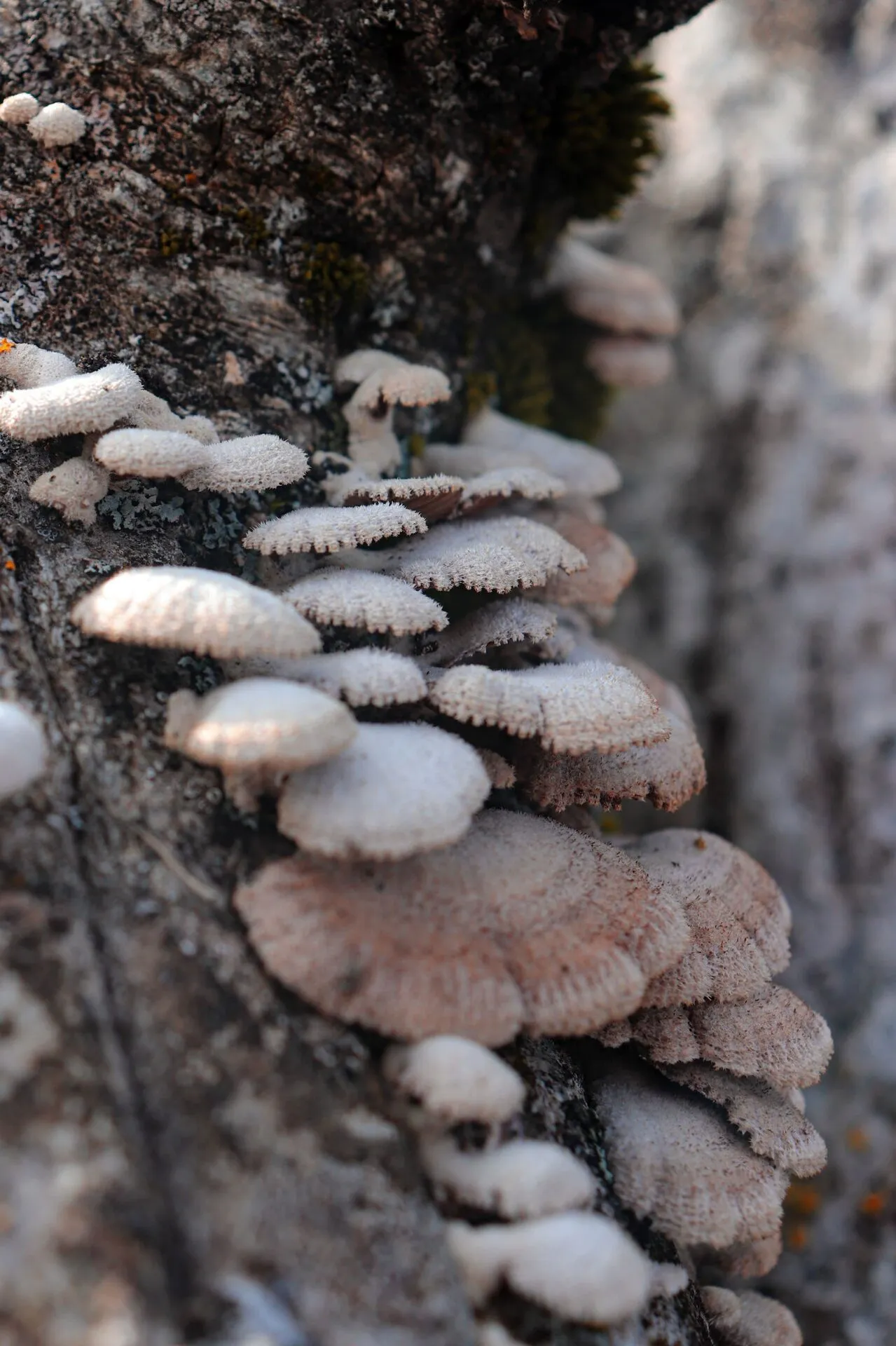 Wild mushrooms in a forest clearing catching the light
