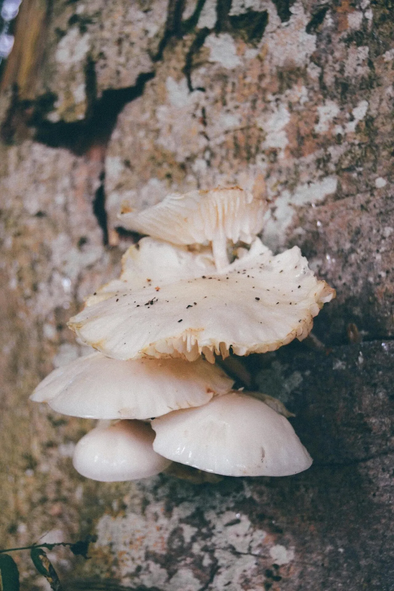 A young mushroom emerging from rich woodland soil