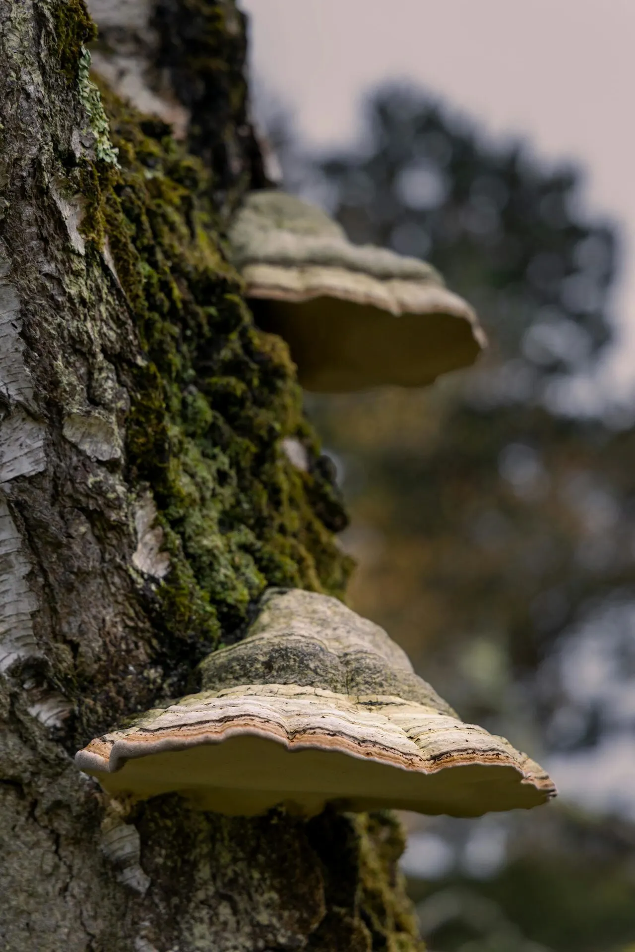 Mushrooms of varying maturity clustered together