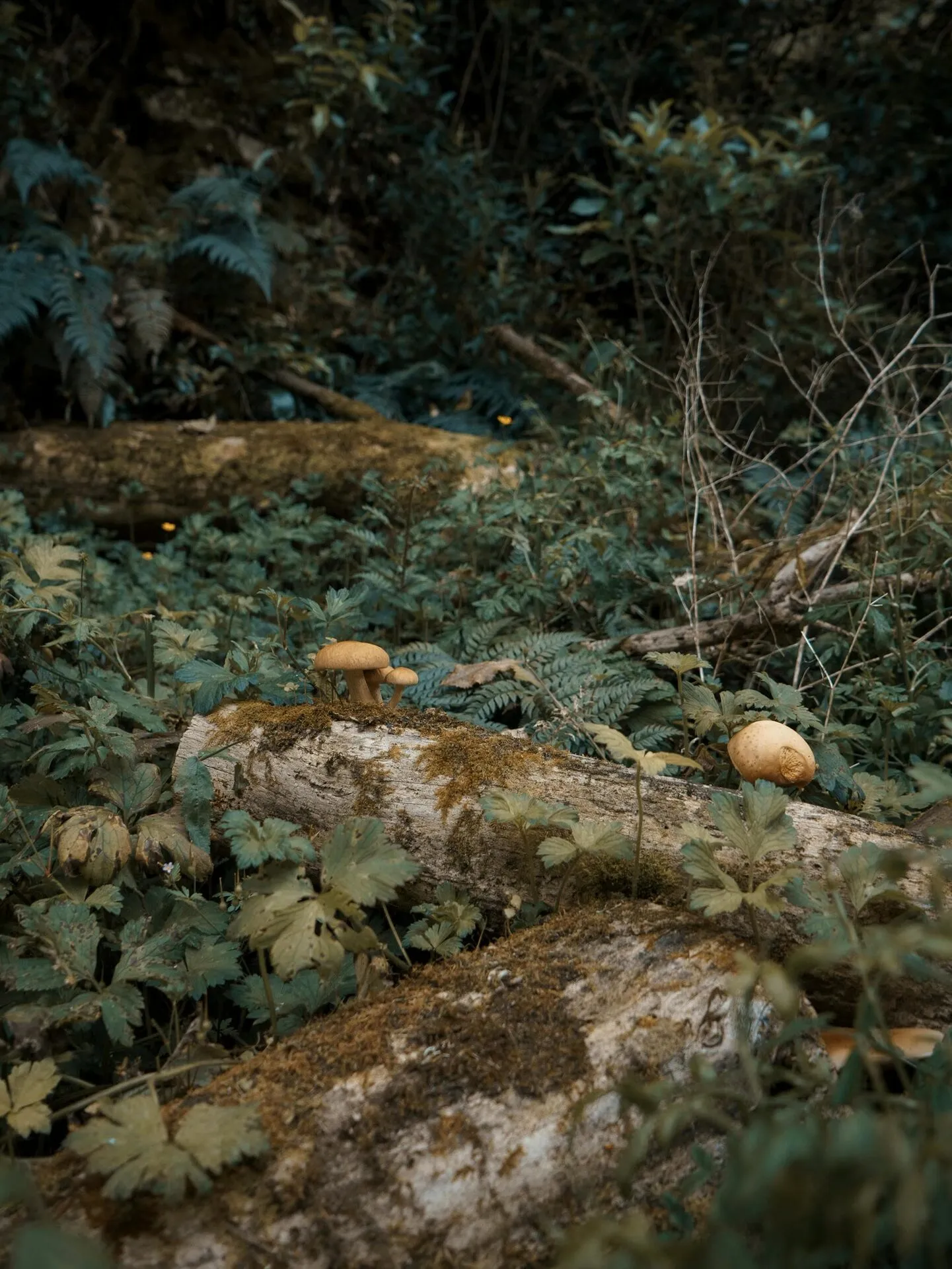 A weathered mushroom in late stage on the forest floor