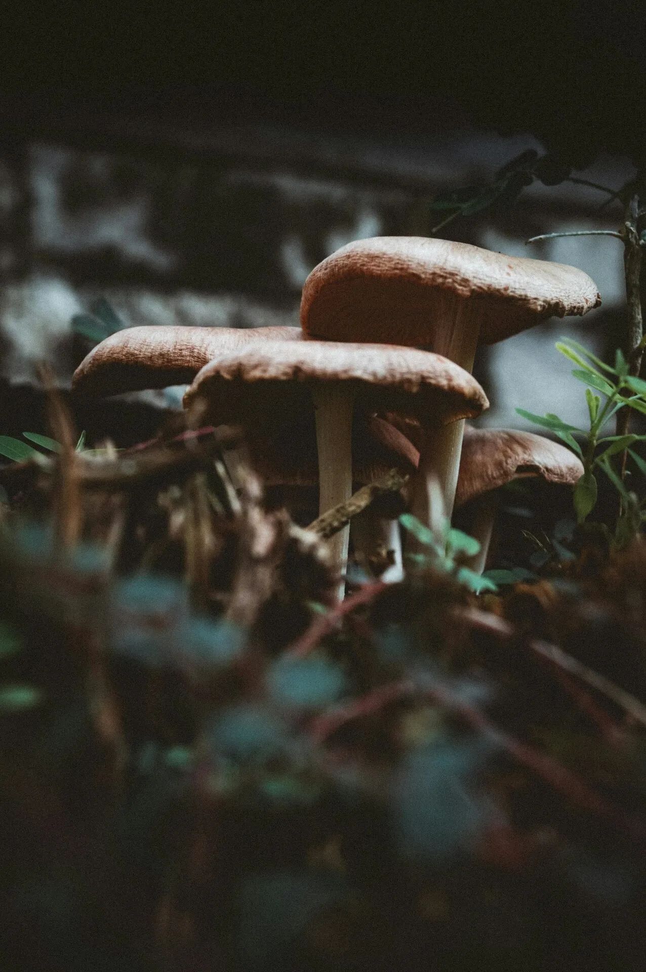Psilocybe mushrooms growing in a cluster on rich substrate