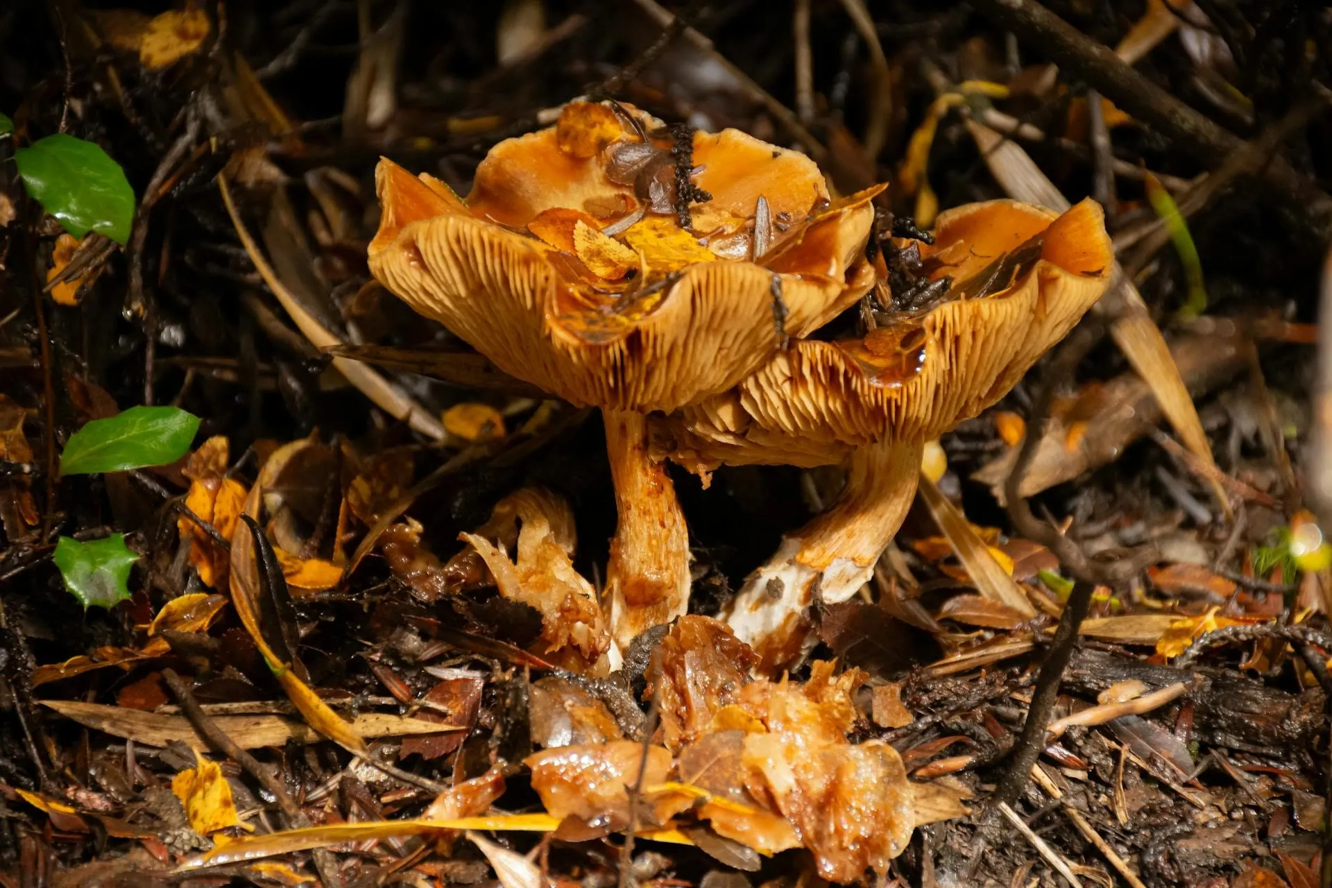 Slender grassland mushrooms among grass and soil
