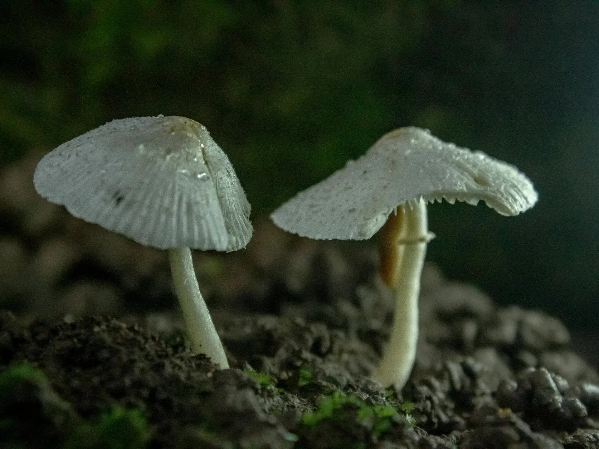 Cluster of bright wood-growing mushrooms on a fallen log