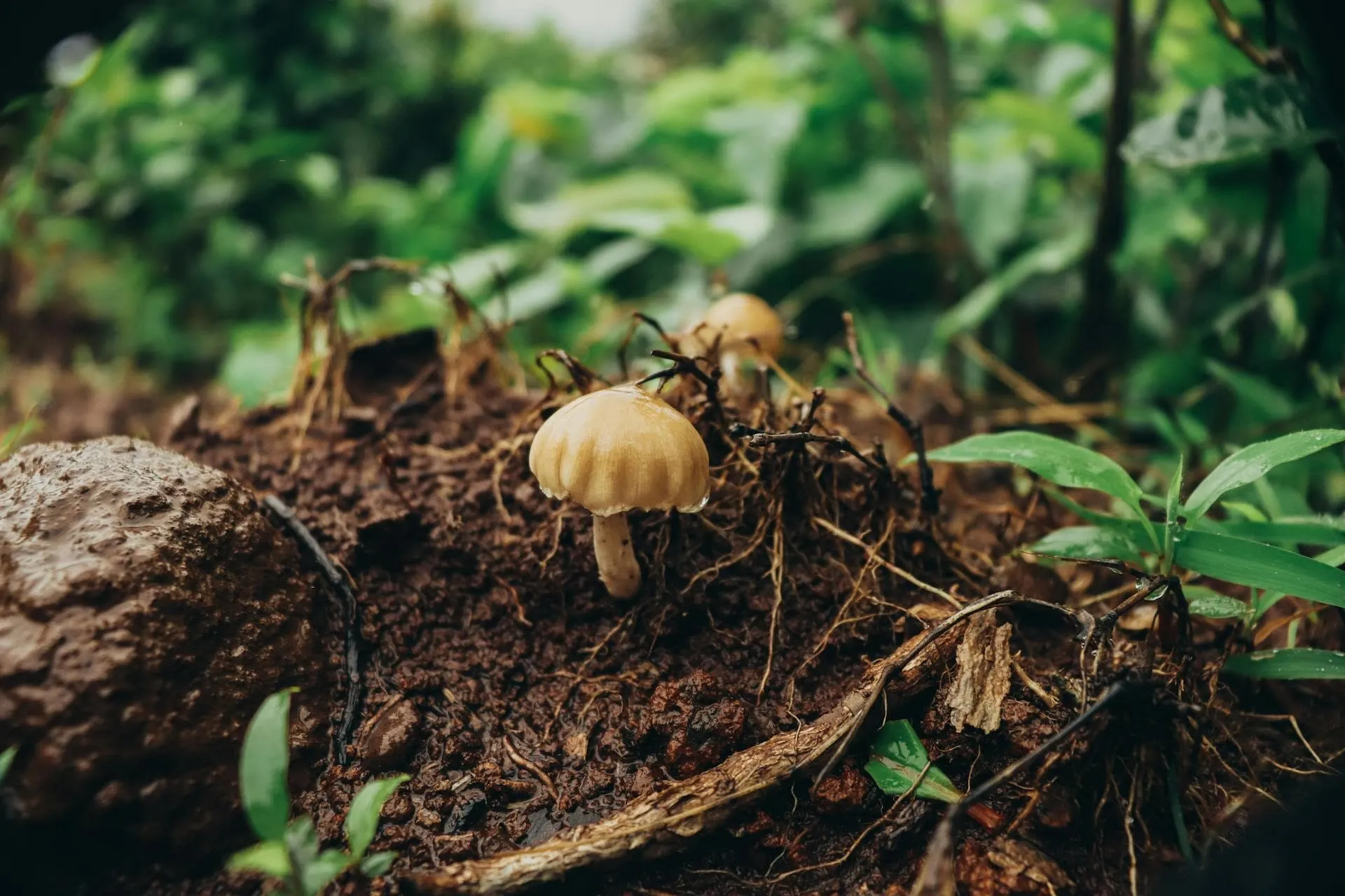 Small brown mushrooms growing among moss and leaf litter